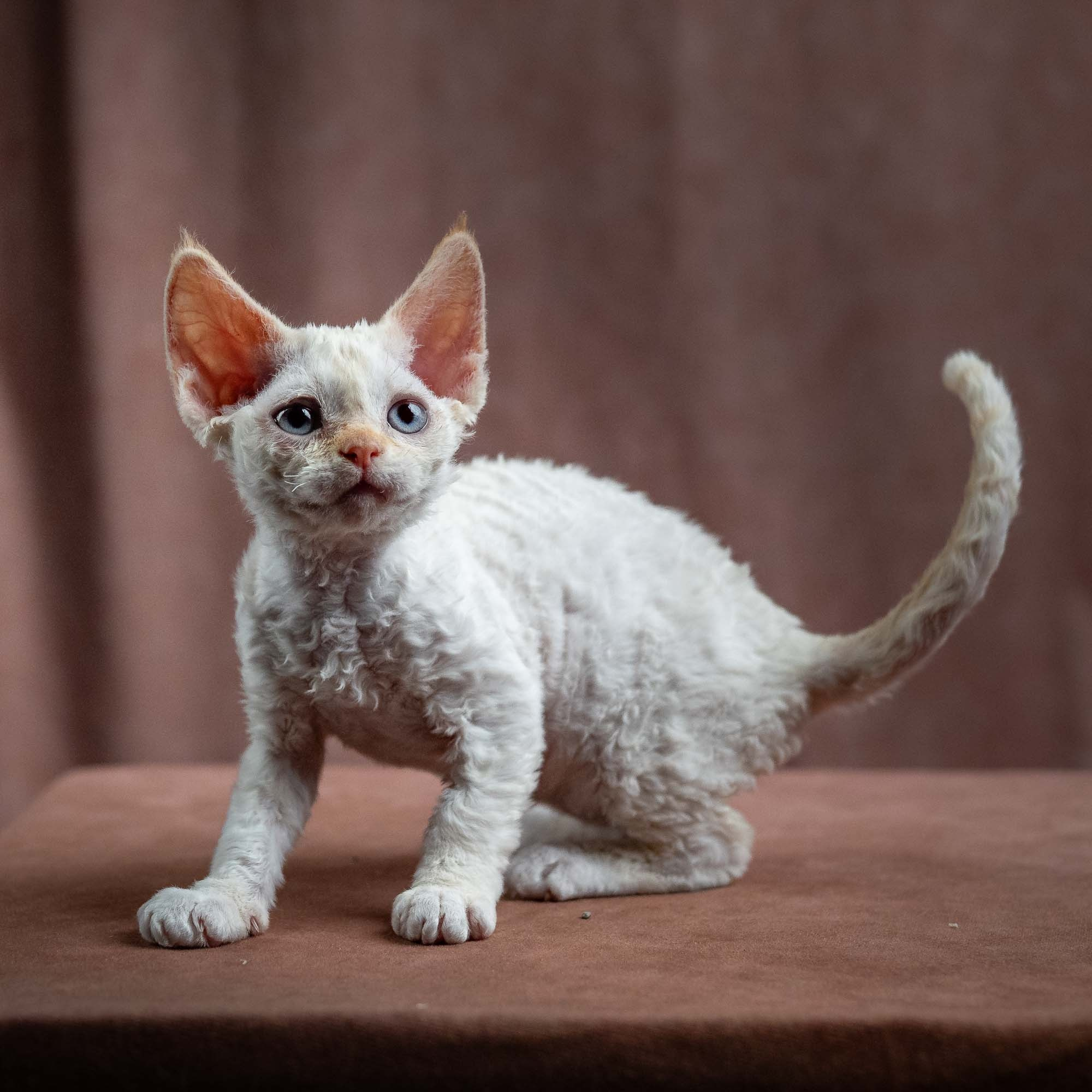 KITTENS. Devon Rex Pixie Cattery