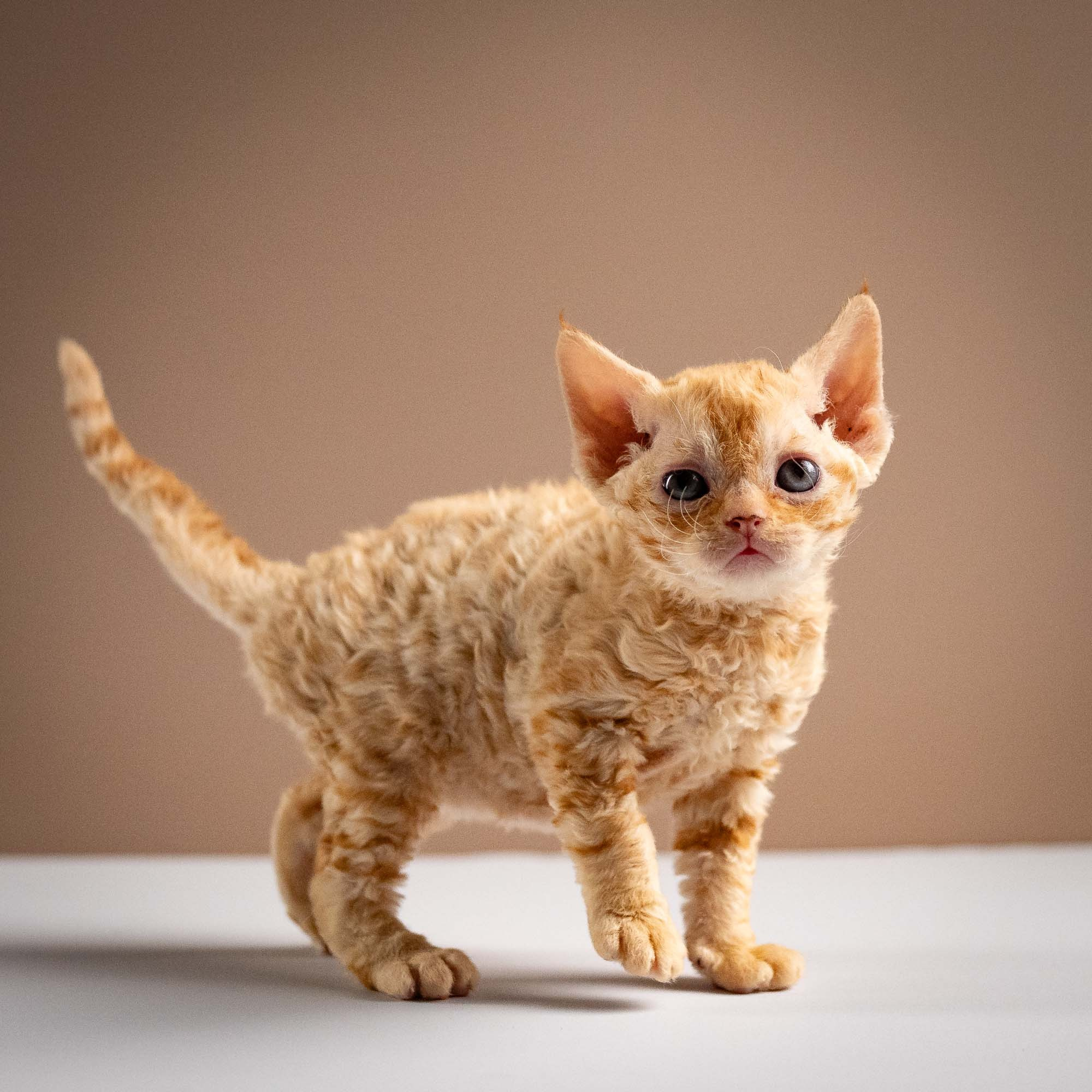 KITTENS. Devon Rex Pixie Cattery