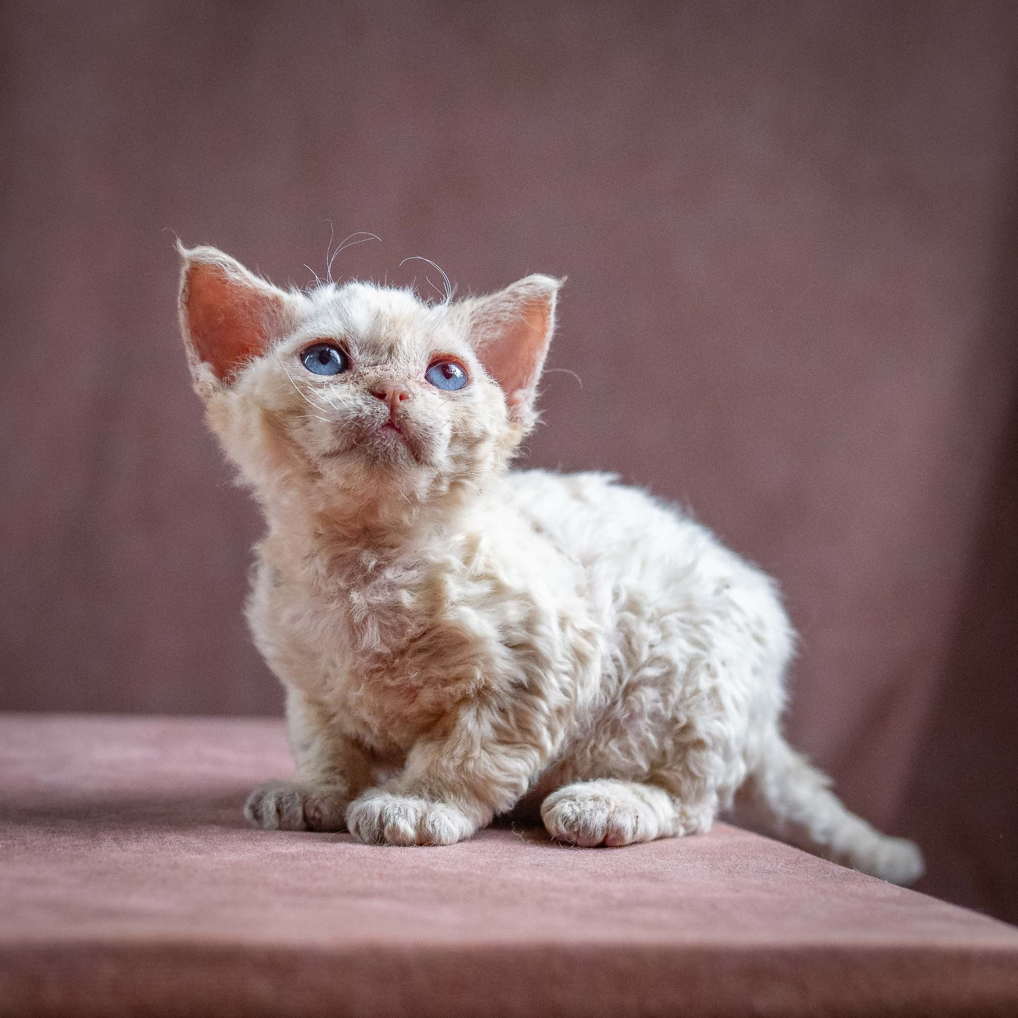 KITTENS. Devon Rex Pixie Cattery