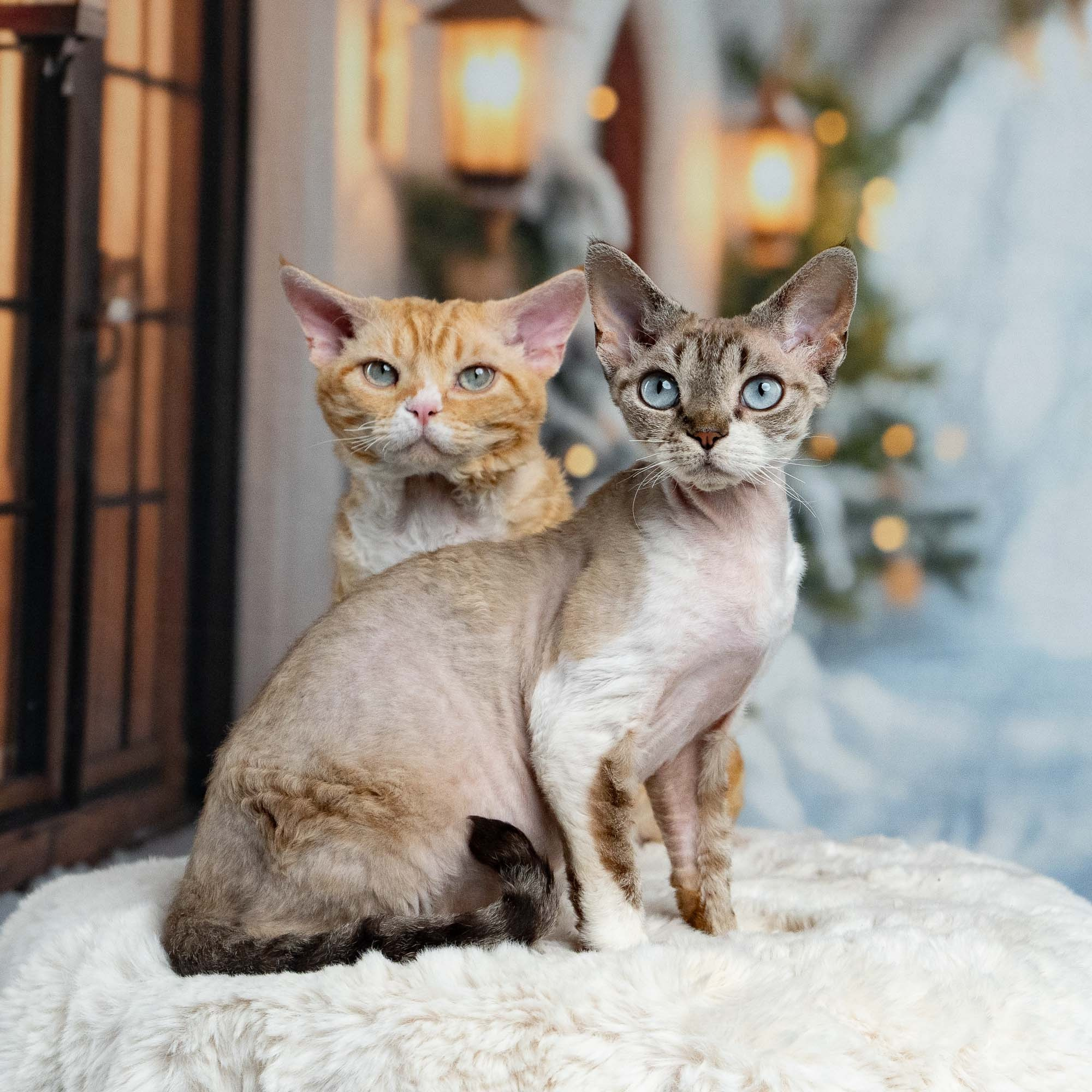 KITTENS. Devon Rex Pixie Cattery