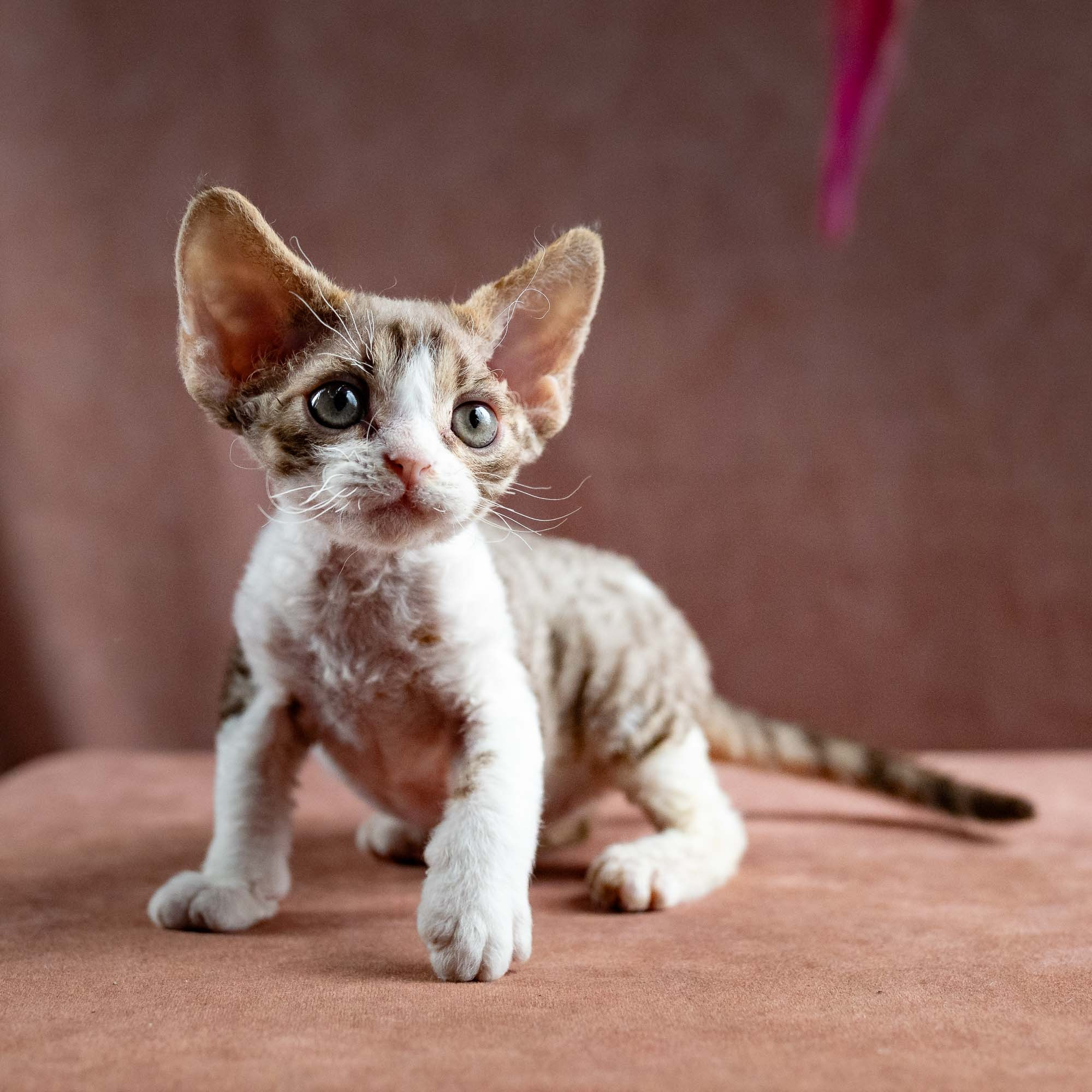 Hugo, boy, born 04.20.25. Devon Rex Pixie Cattery