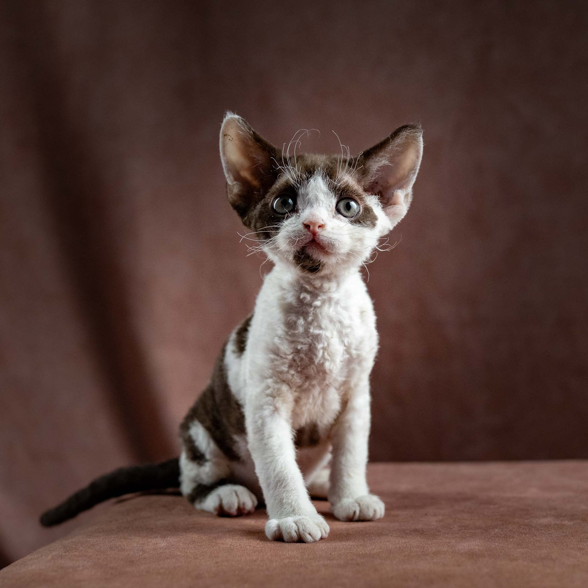 Henry, boy, born 04.20.25. Devon Rex Pixie Cattery
