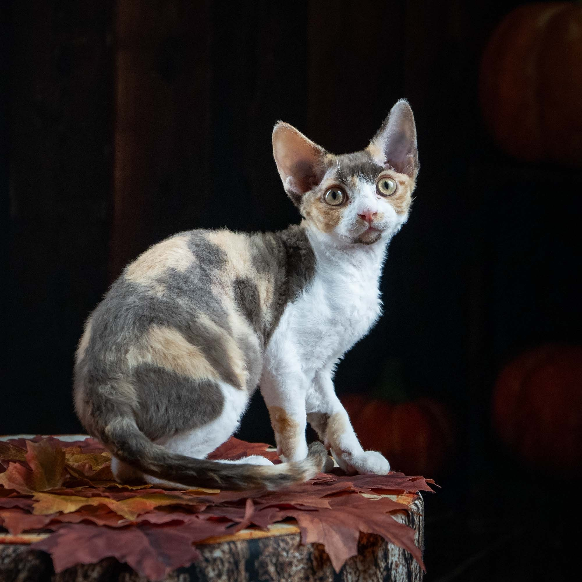 KITTENS. Devon Rex Pixie Cattery