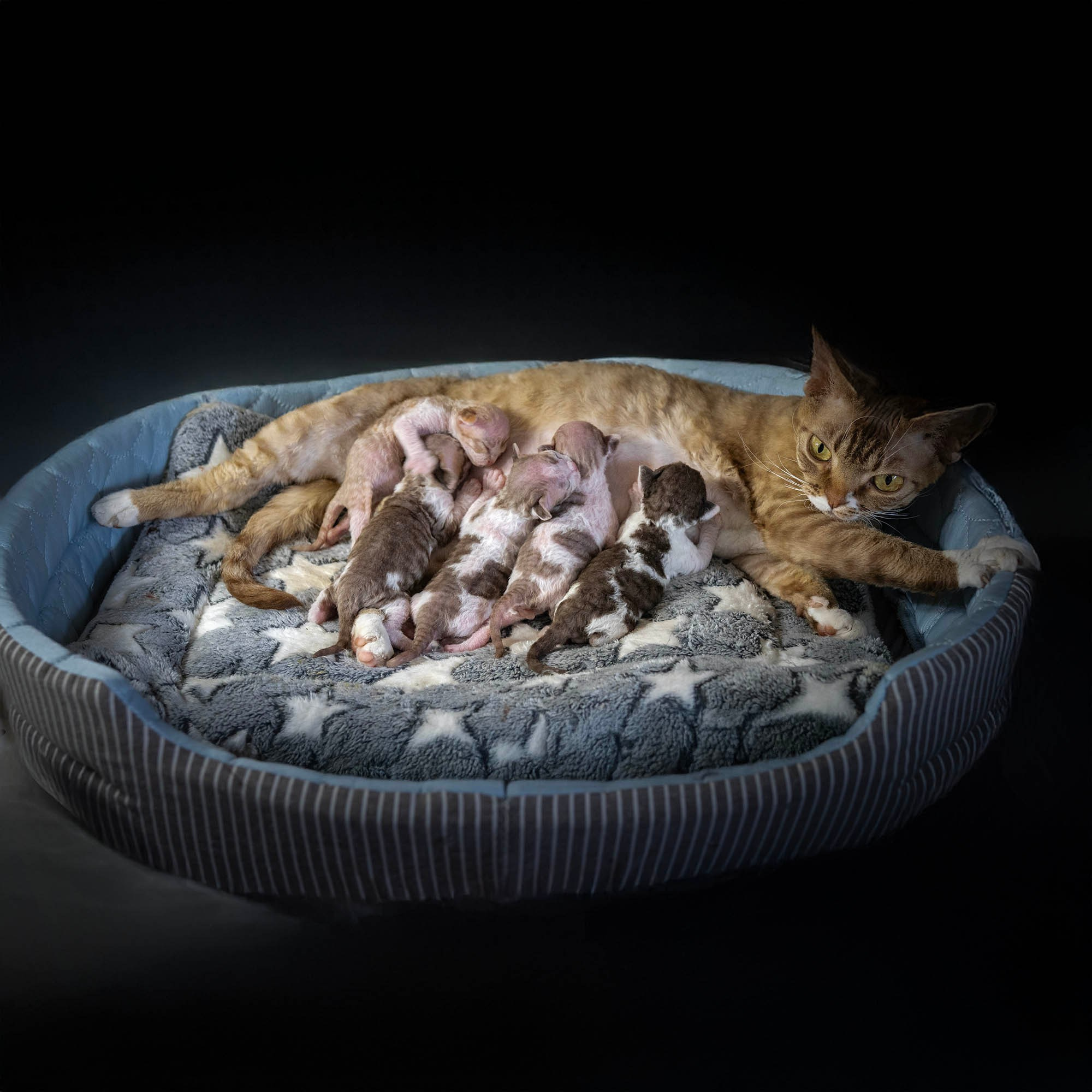 KITTENS. Devon Rex Pixie Cattery