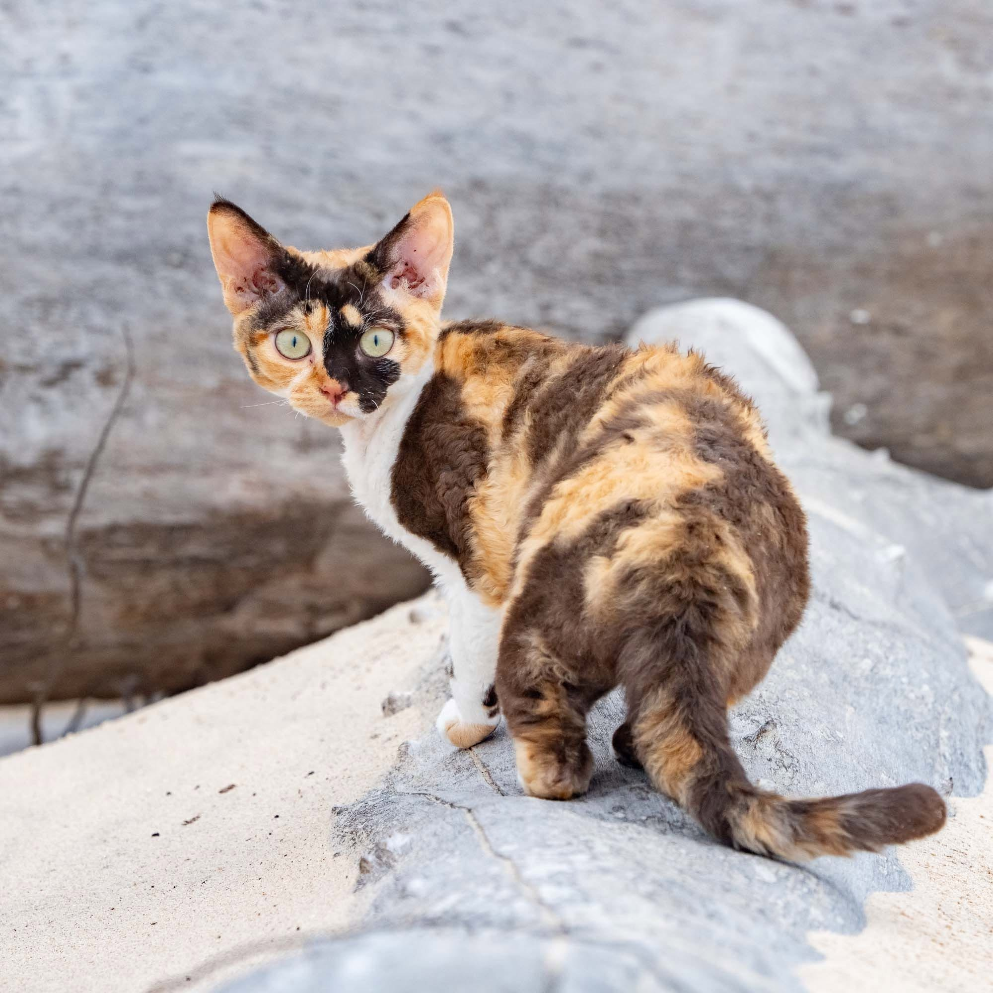 Dottie, girl, born on 06.06.24. Devon Rex Pixie Cattery