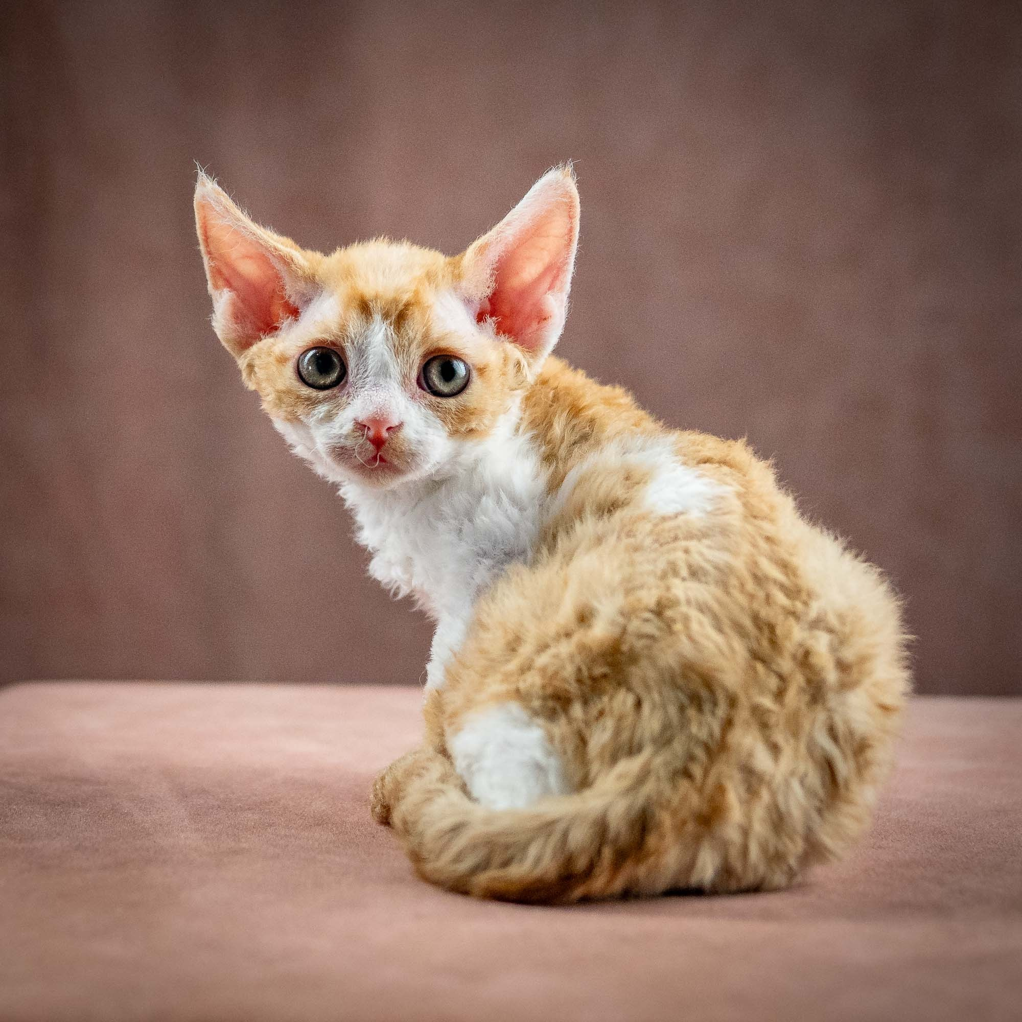 KITTENS. Devon Rex Pixie Cattery