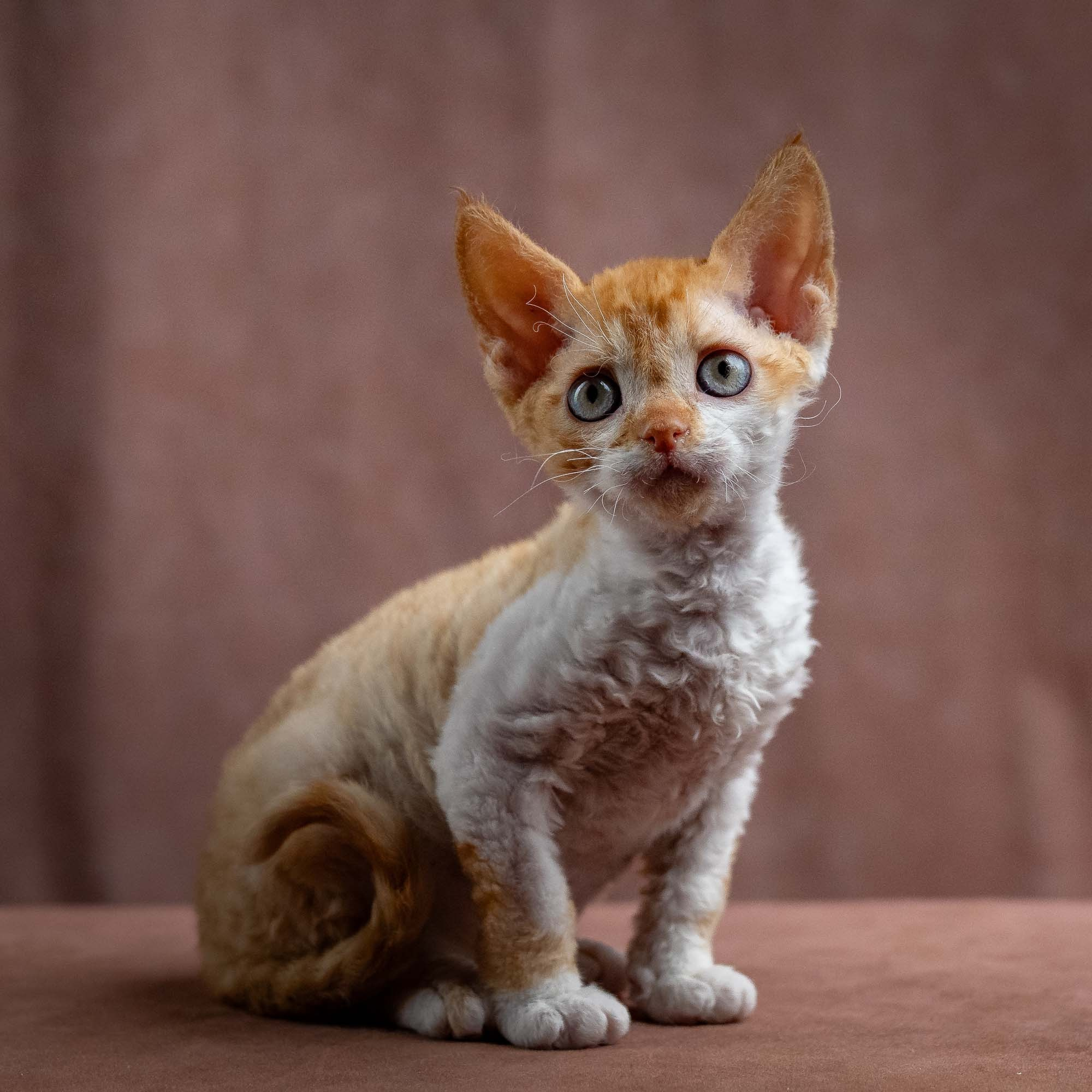 KITTENS. Devon Rex Pixie Cattery