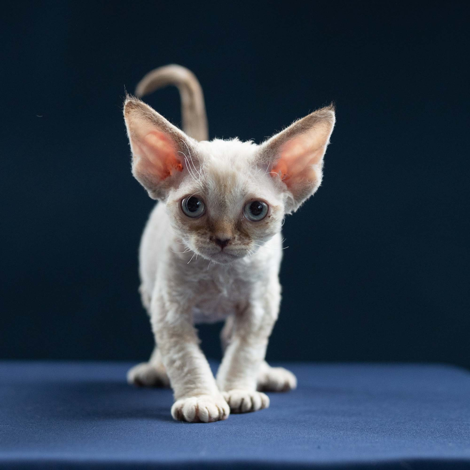 KITTENS. Devon Rex Pixie Cattery