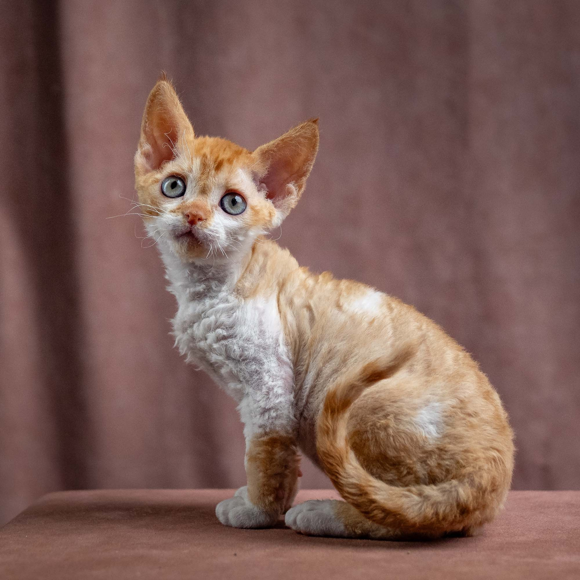 Jessie, girl, born 06.25.2025. Devon Rex Pixie Cattery