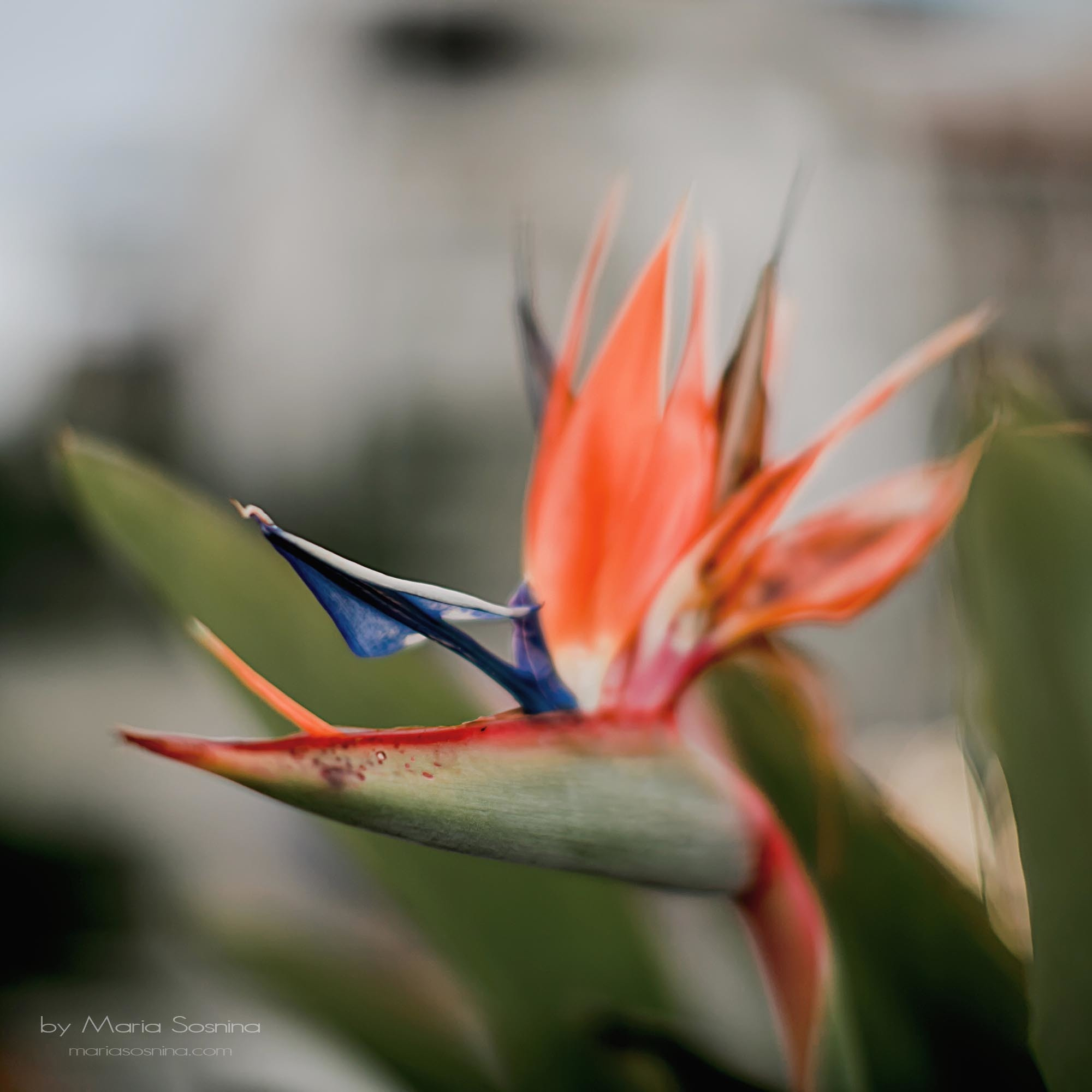 Porto Montenegro - en del av det virkelige Europa på Balkan