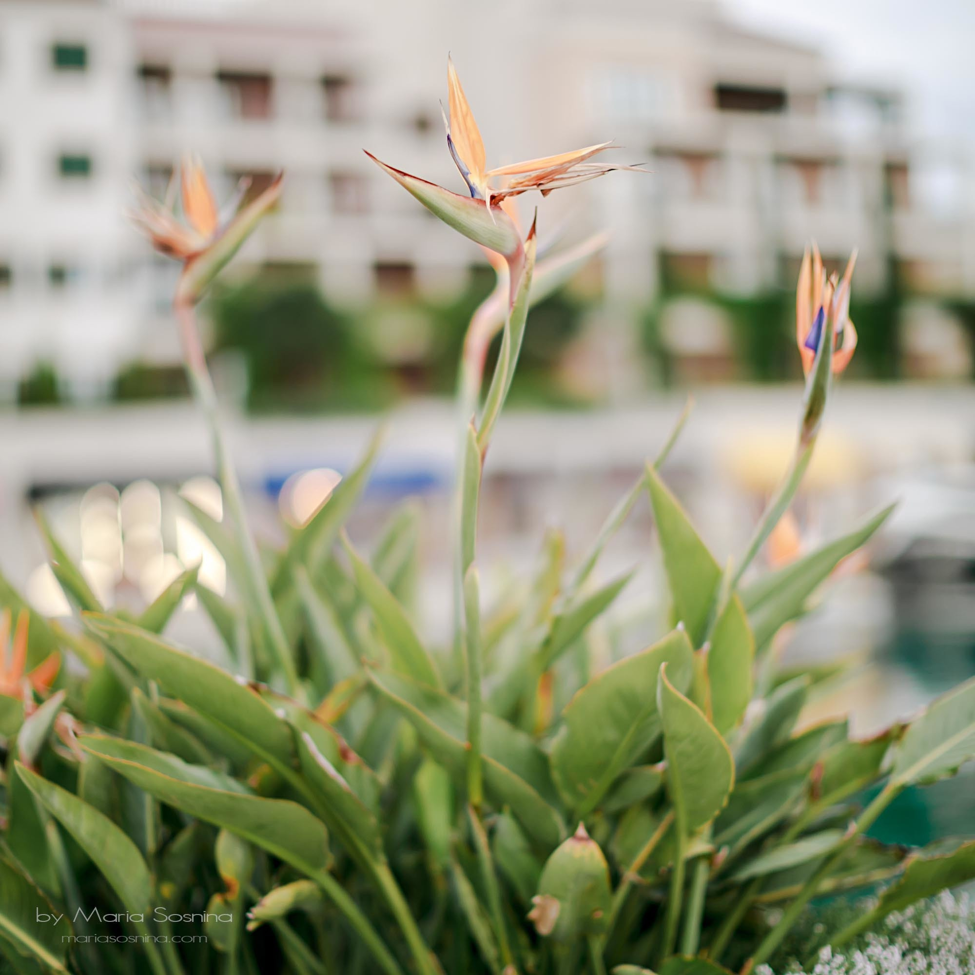 Porto Montenegro - en del av det virkelige Europa på Balkan