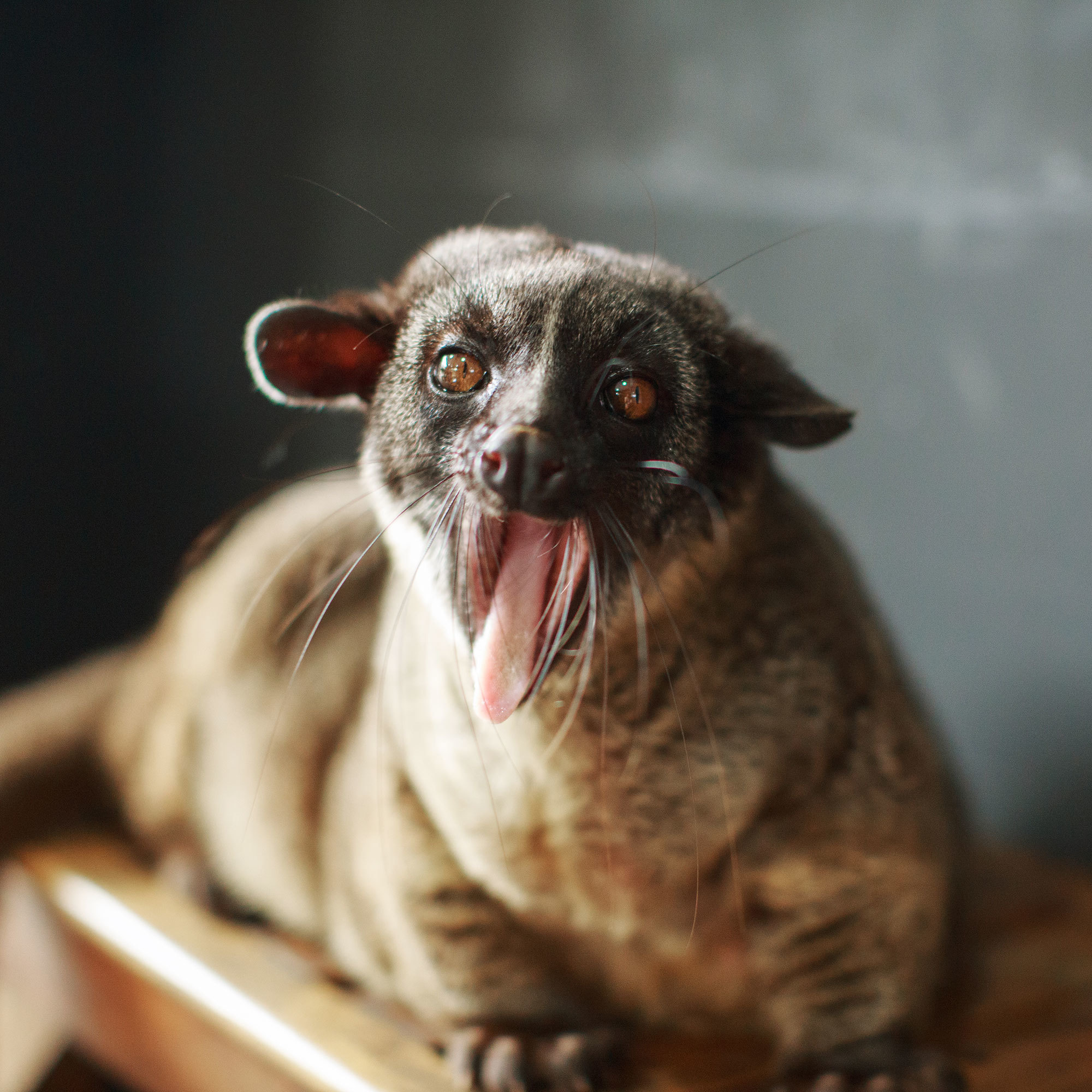 Bali - bazı fotoğraflar ve incelemeler içeren yerler