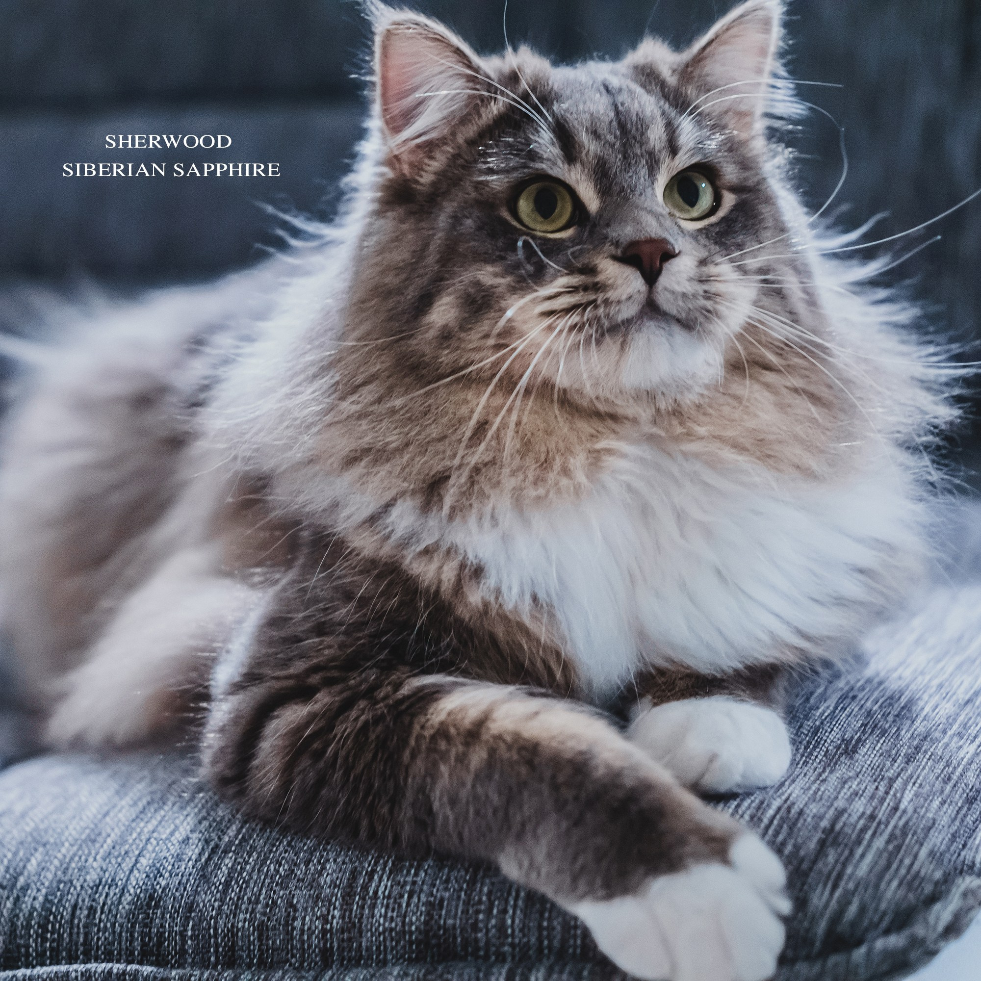 SIBERIALIS: Katzenzucht von Sibirischen und Neva Masquarade Katzen