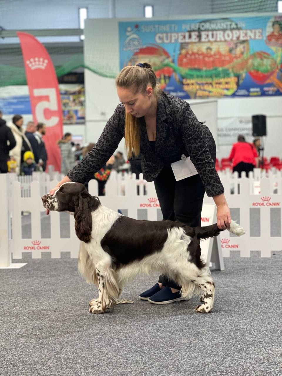 Photo springer spaniel champion of Romania