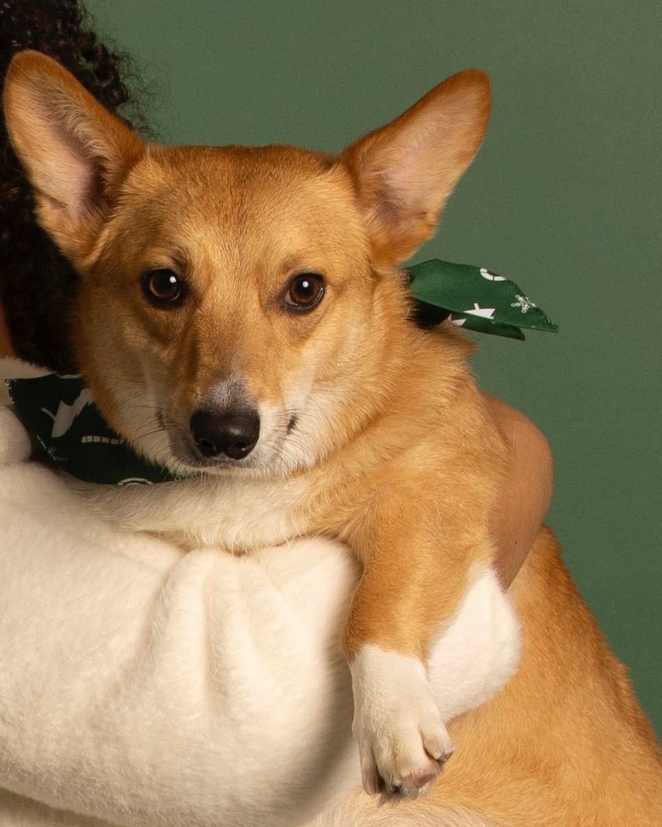 Holiday Green. SHOOT IT YOURSELF — SELF PORTRAIT STUDIO IN CHICAGO