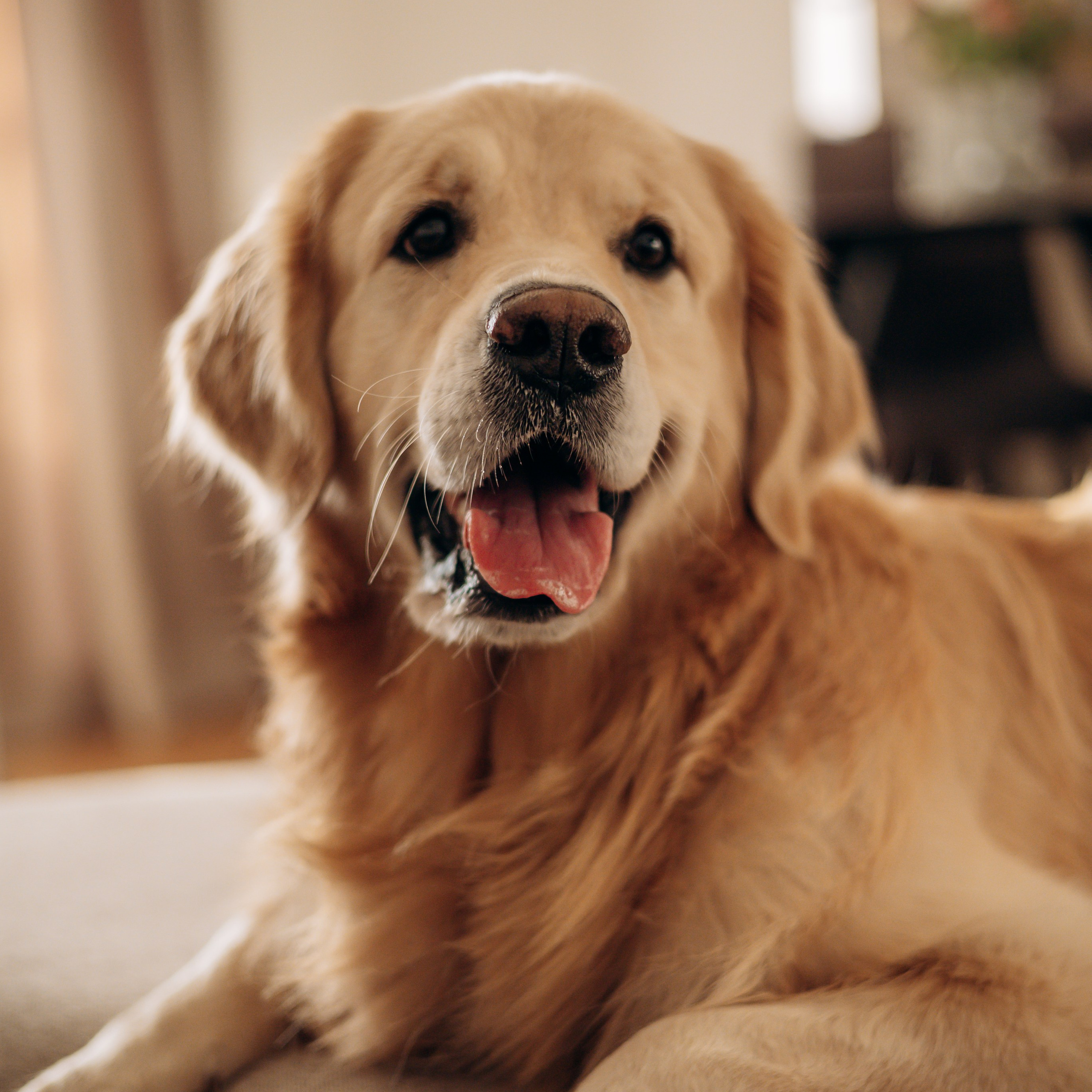 Обо мне. Фотограф-анималист | Белград