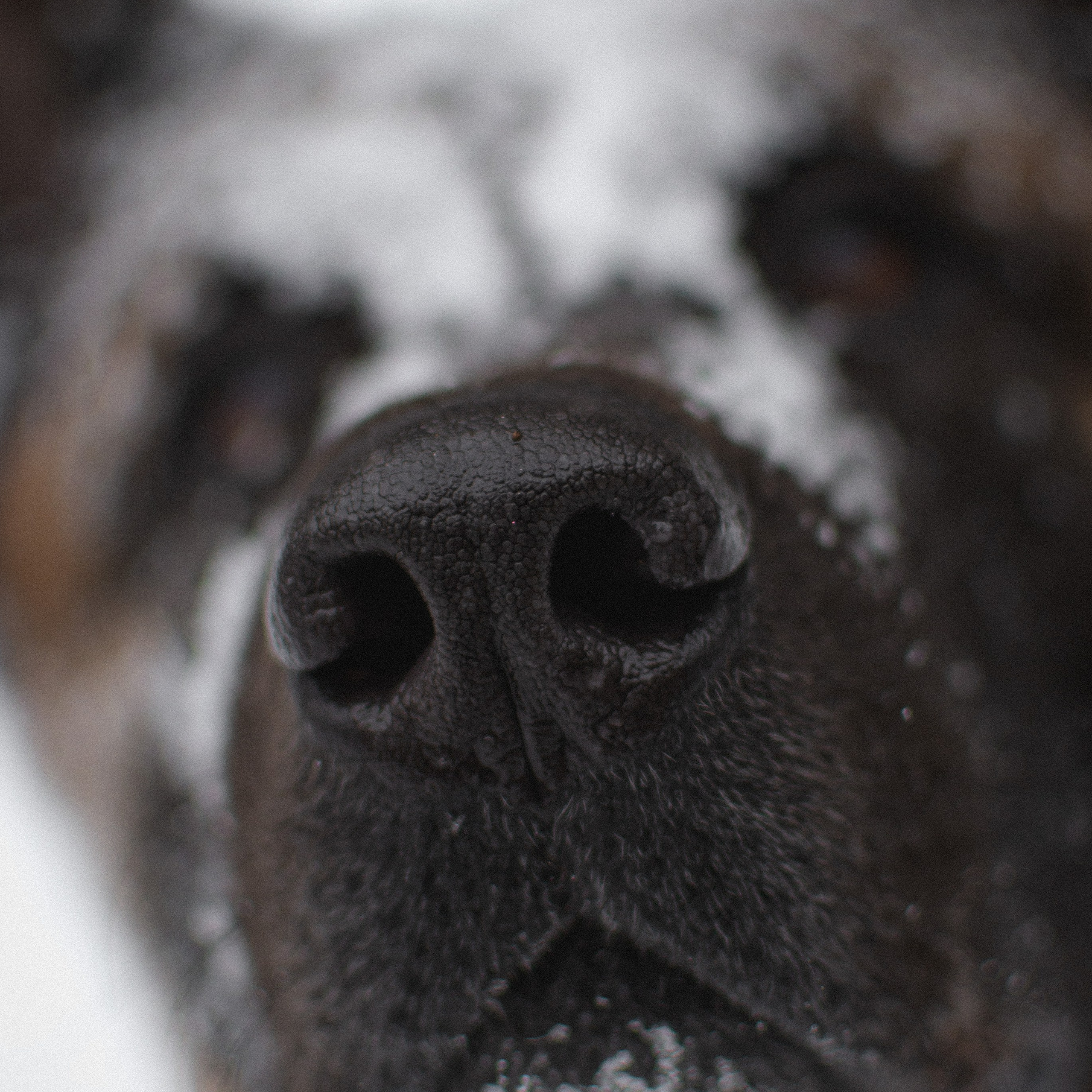 Services. Photographe animalier à Paris Anna Pereira