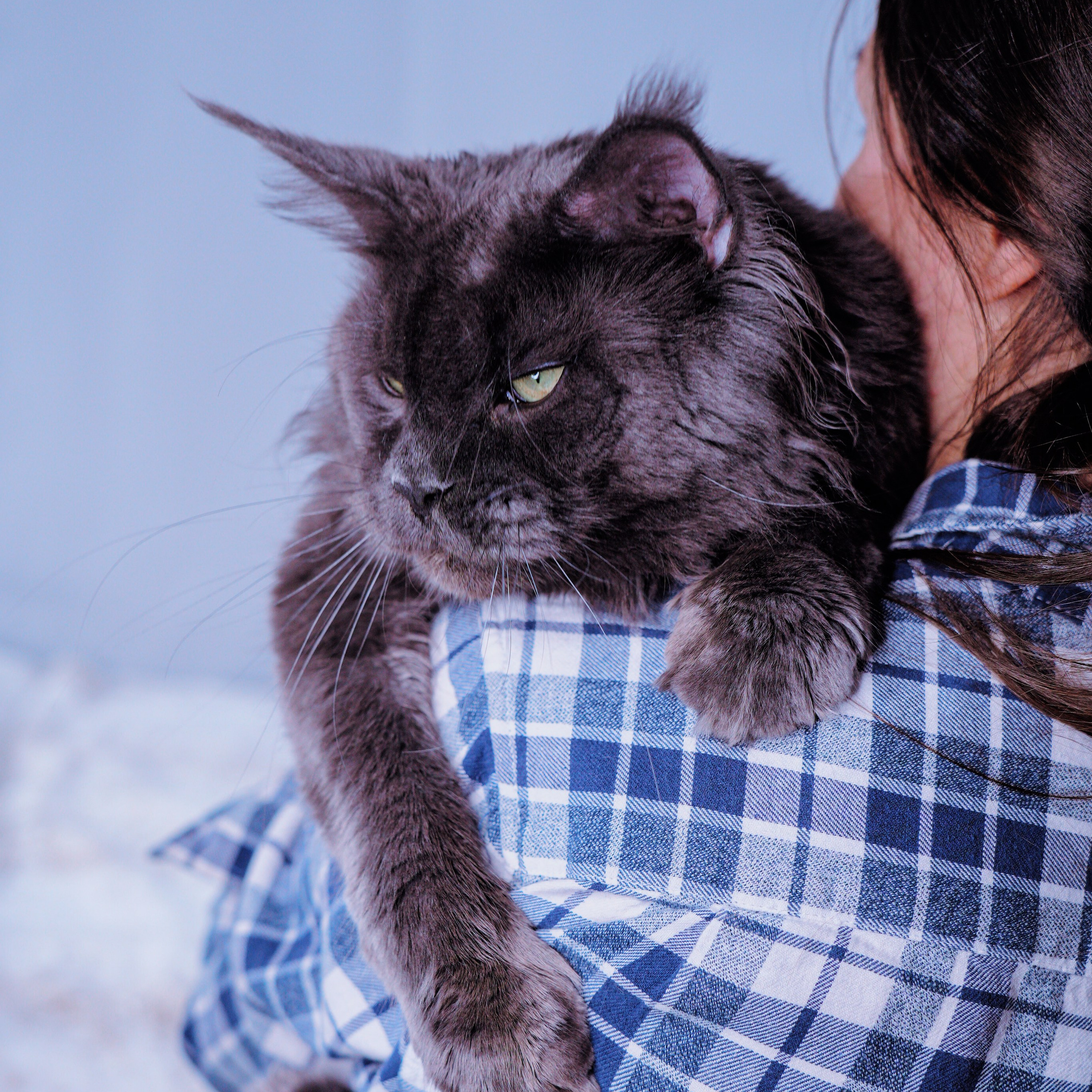 Senator Misty. Senator Cat — Maine Coon cattery