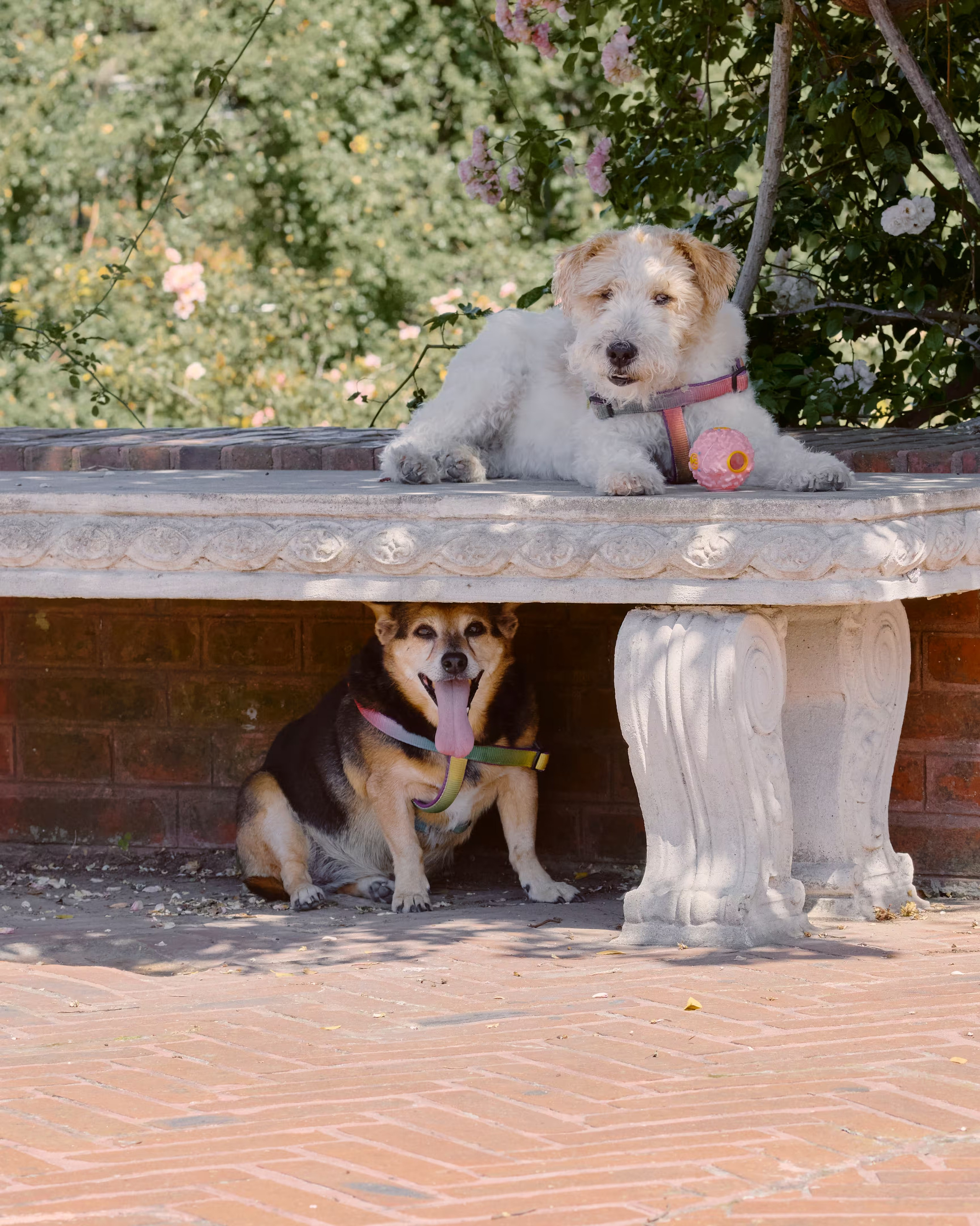 5 lugares ideales para hacer fotografía de mascotas en Montevideo