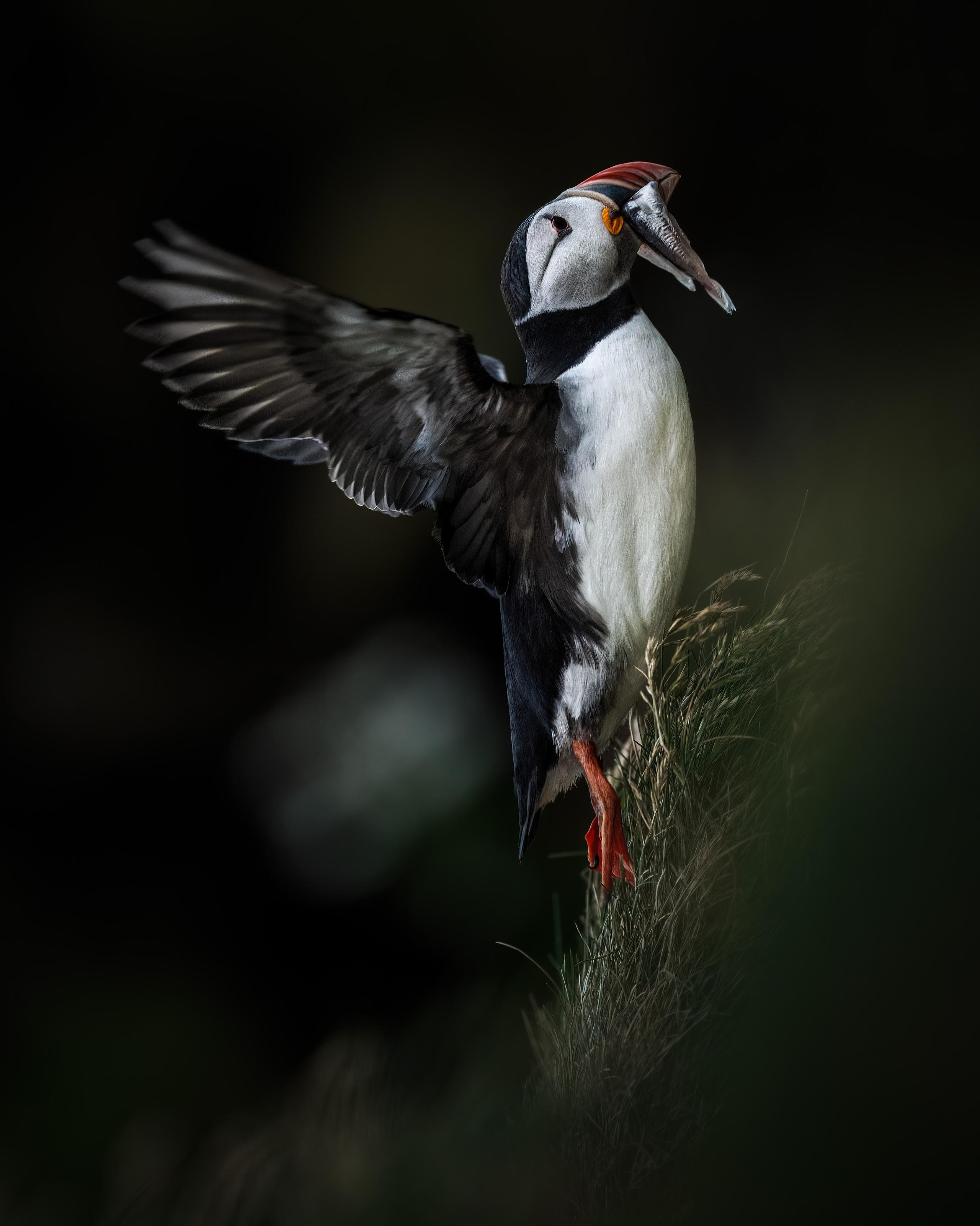 TRIPS. Fine art wildlife photographer Alexandra Surkova