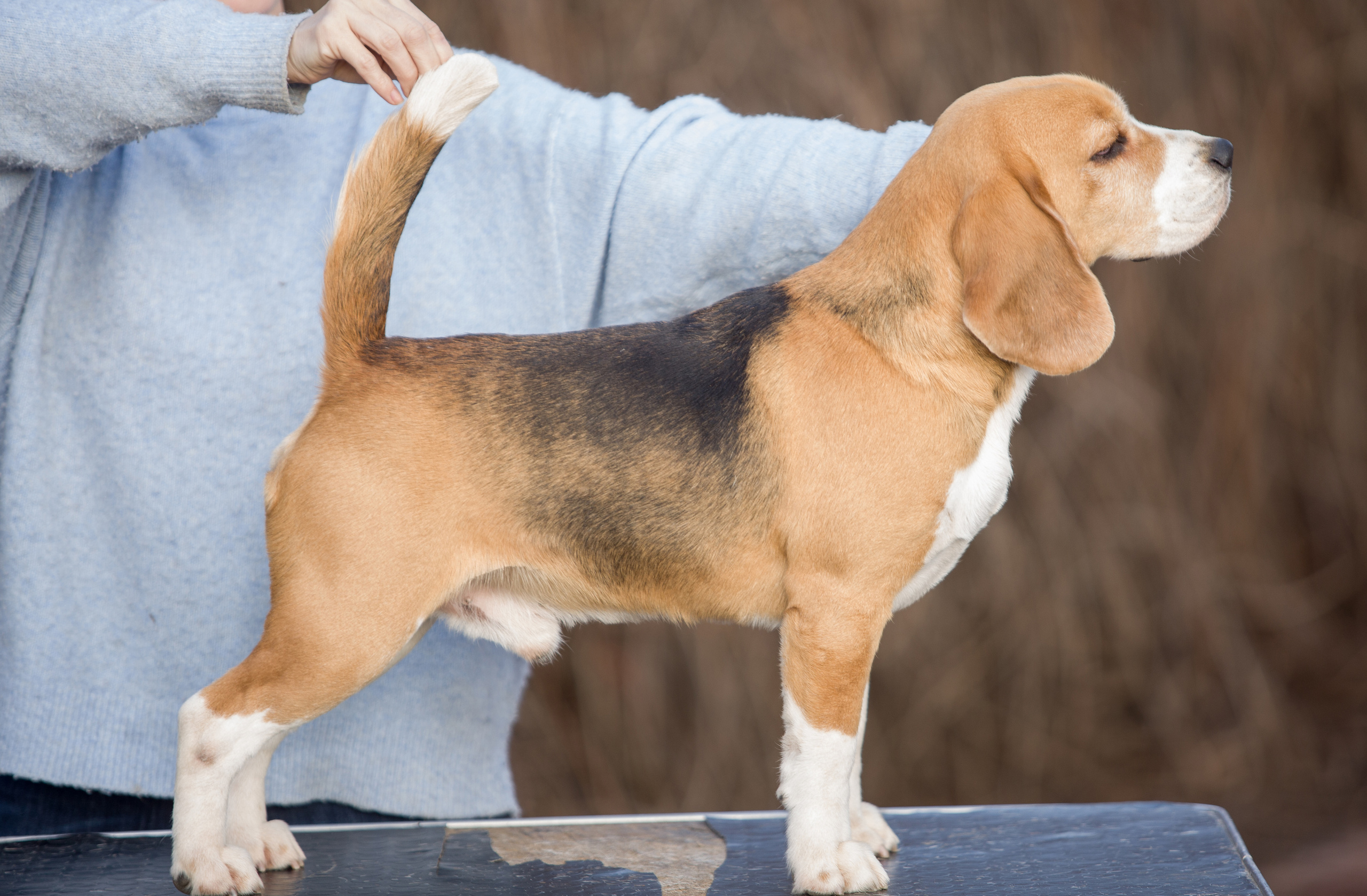 Єрик+Перік. Розплідник біглей в Україні
