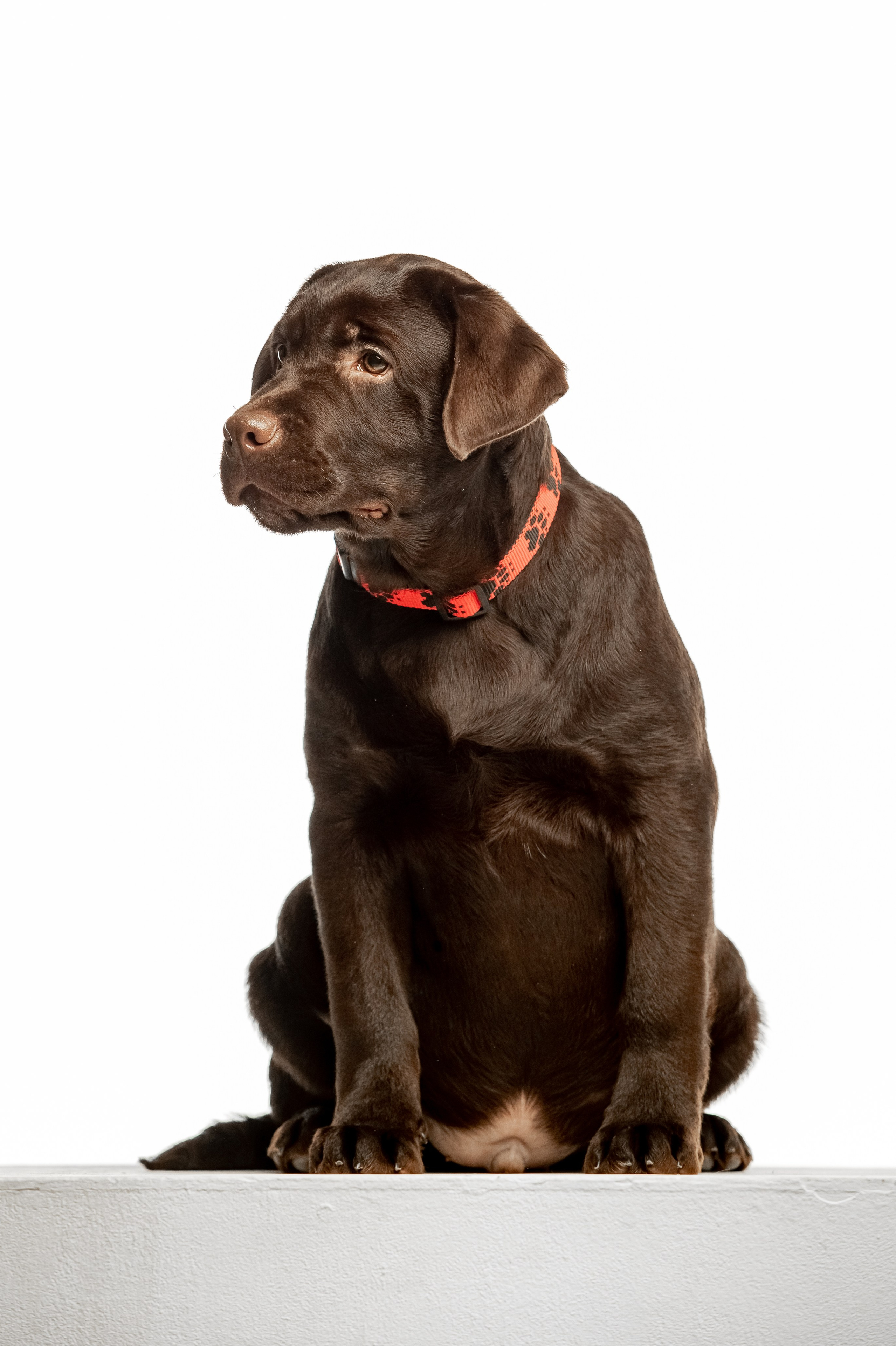 Цуценята шоколадного лабрадора. Цуценята лабрадор ретривера, Дніпро, Україна