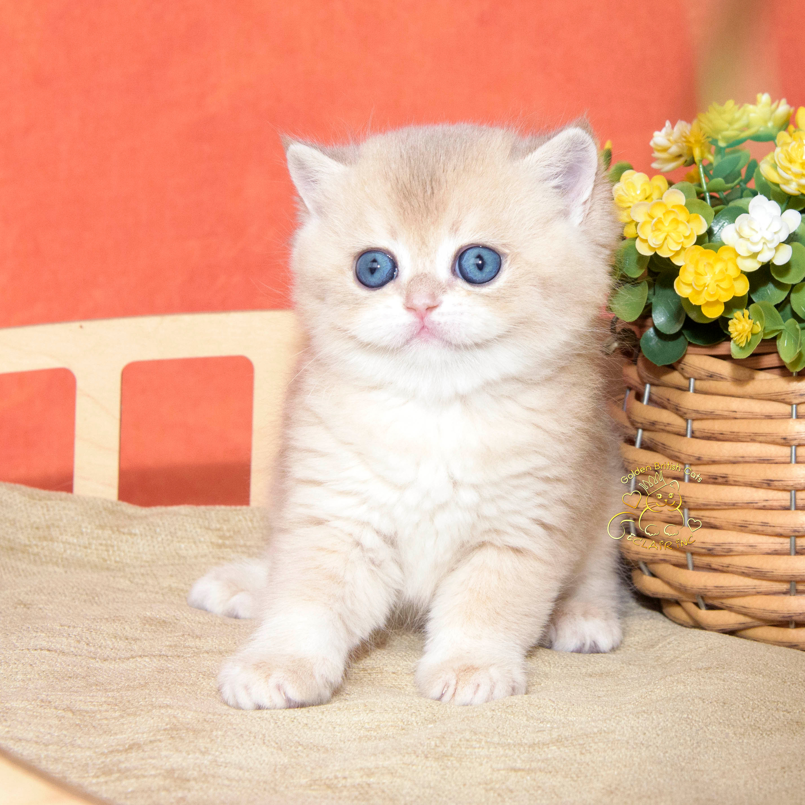 Εκτροφειο βρετανικης κοντότριχης γατας στην Ελλαδα, εκτροφείο βρετανικ. Εκτροφείο βρετανικής κοντότριχης γάτας στην Ελλάδα, χρυσή βρετανική γά