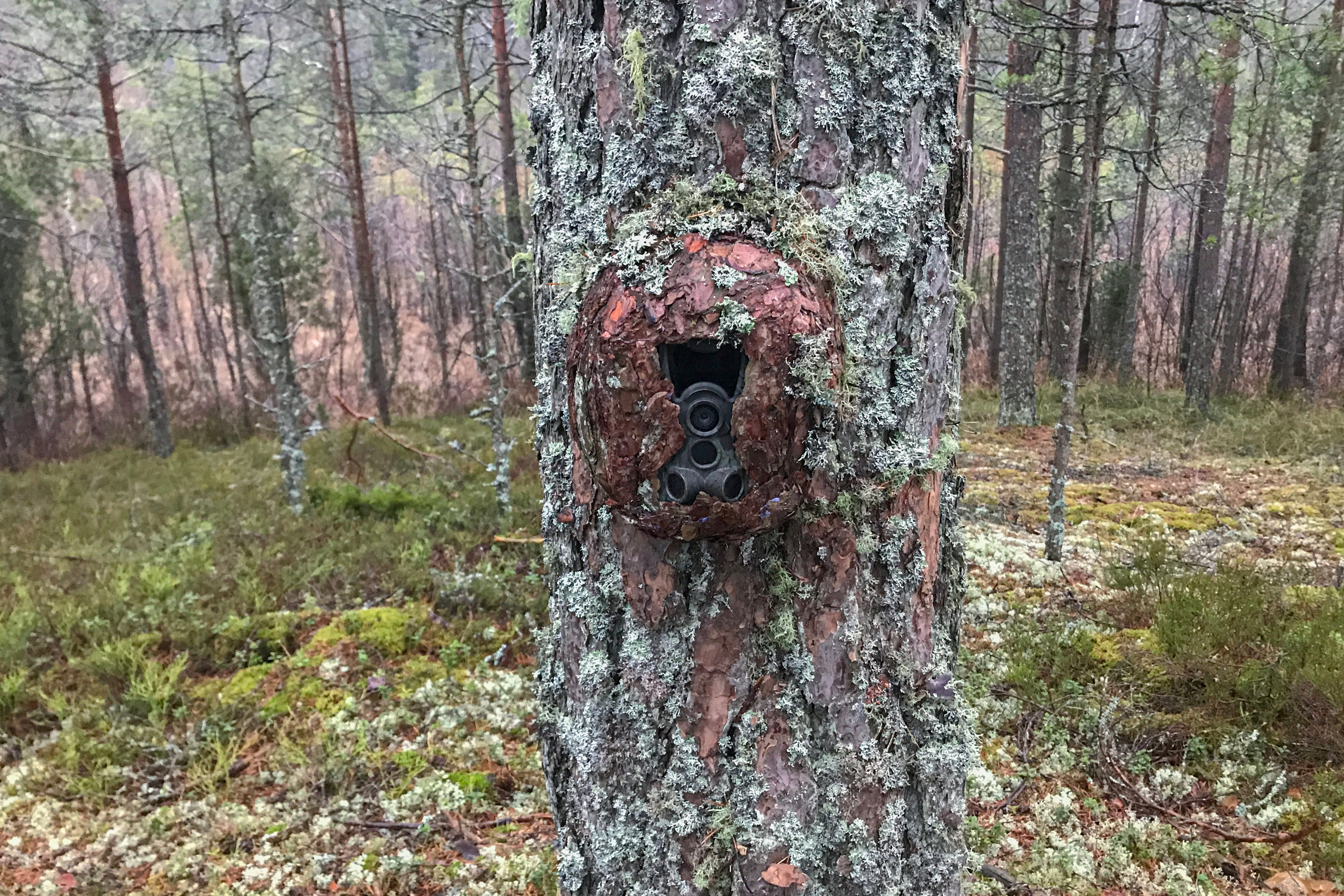 Trail cameras. My Wildlife Story