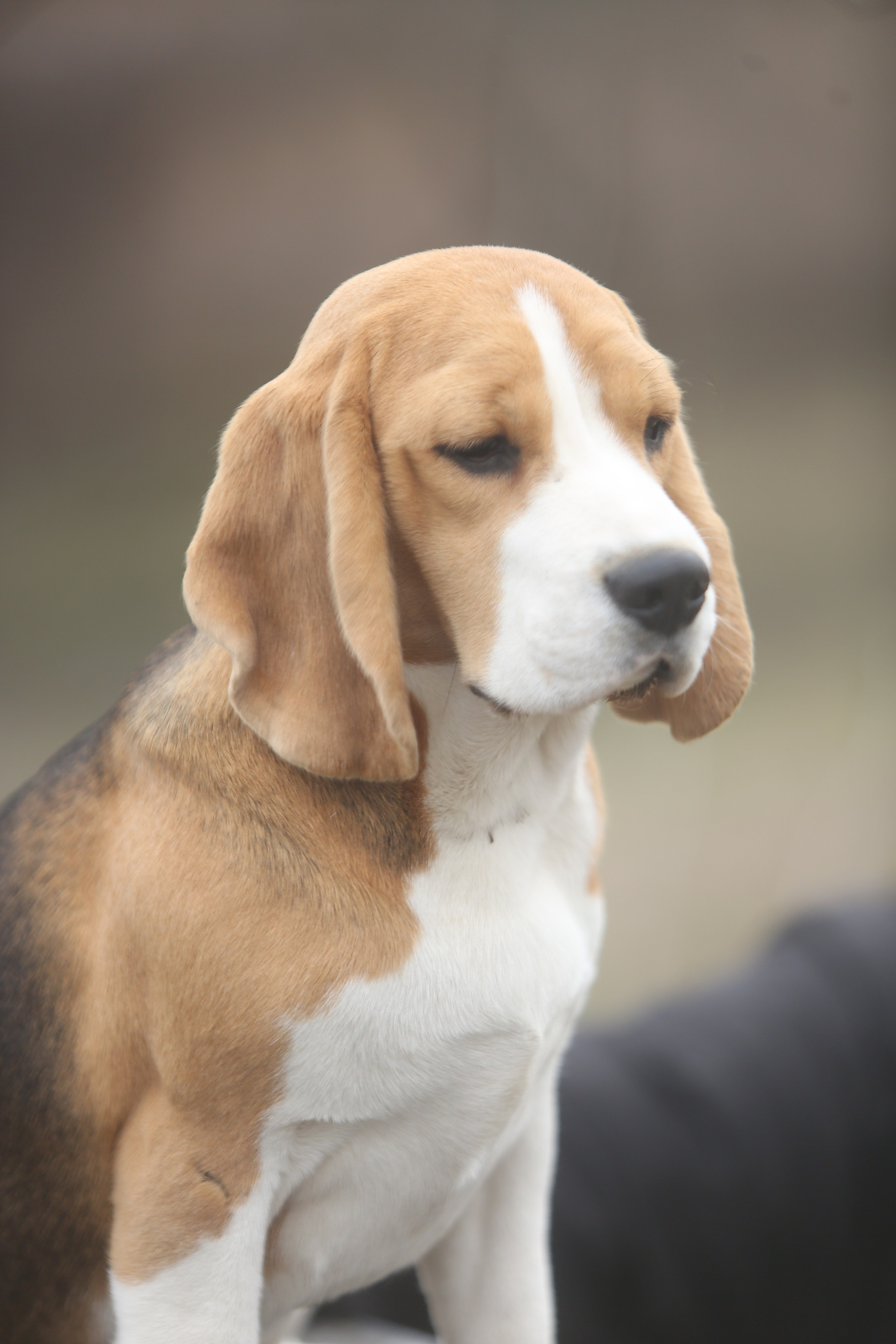 Puppies. Питомник биглей Selesta’s Dreams