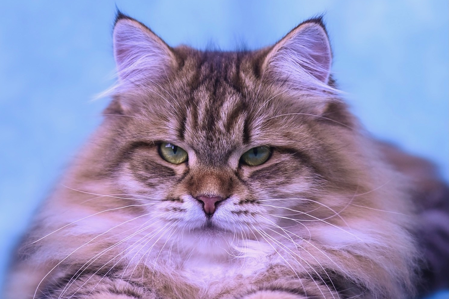 Classic brown tabby siberian f female cat - affectionate and fluffy queen at Astera Siberians Texas