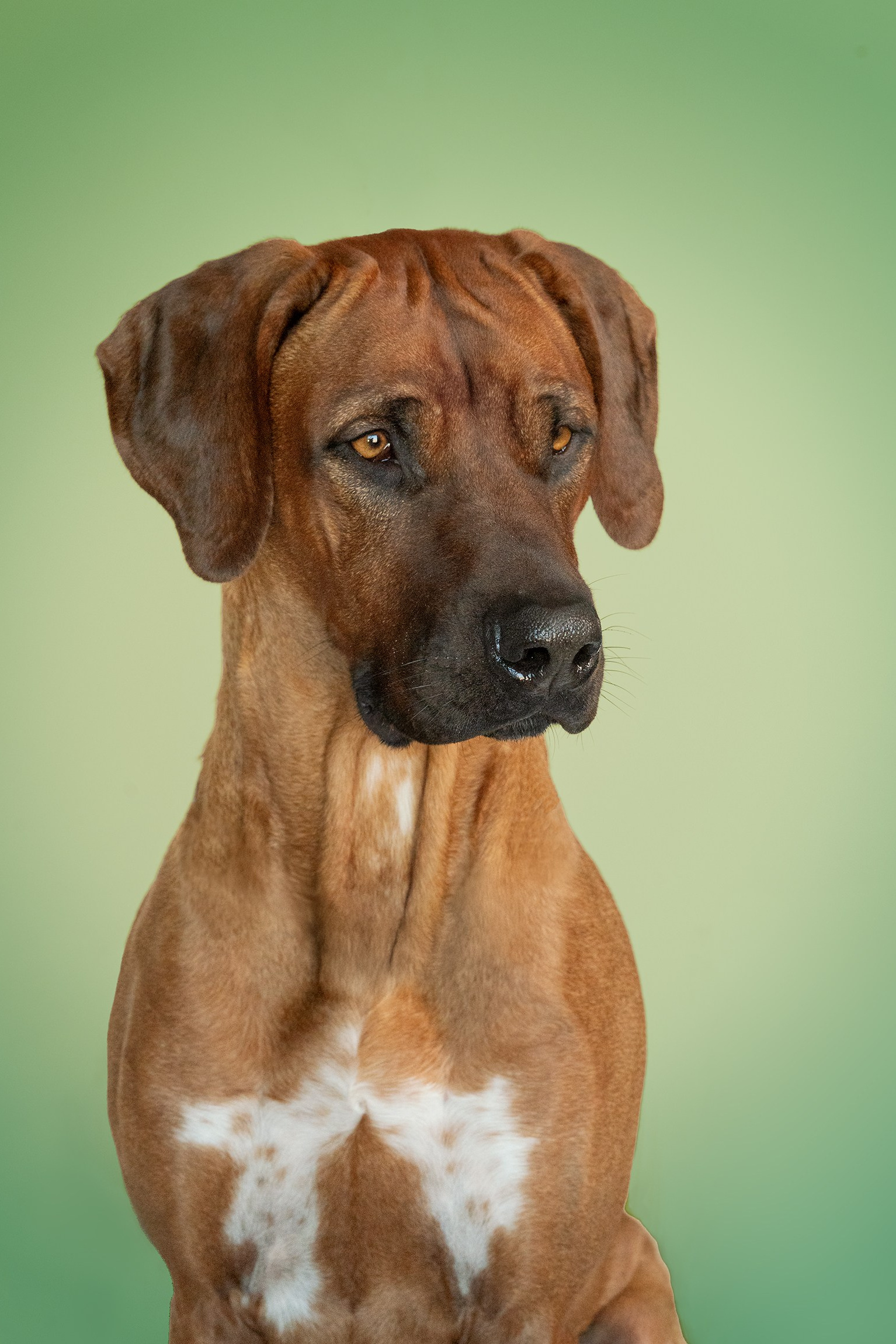 Servizi. Fotografa a Riccione, ritratti di bambini e famiglia, animali domestici