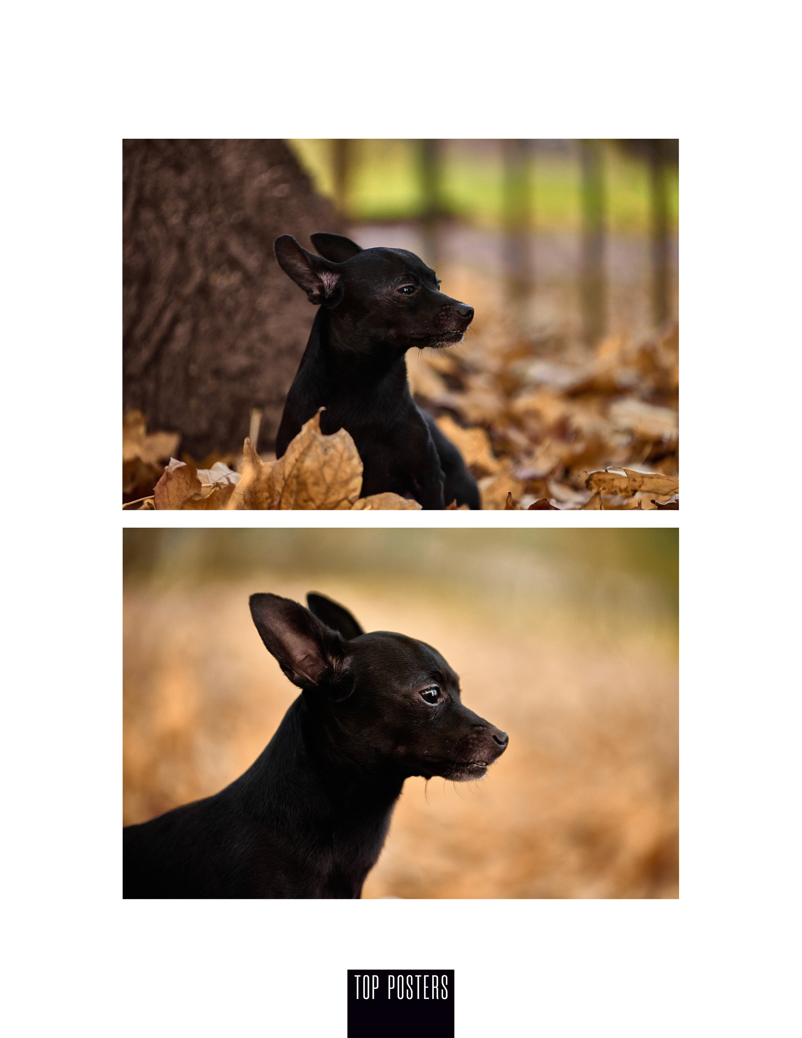 Портрет, маленькой черной собаки.