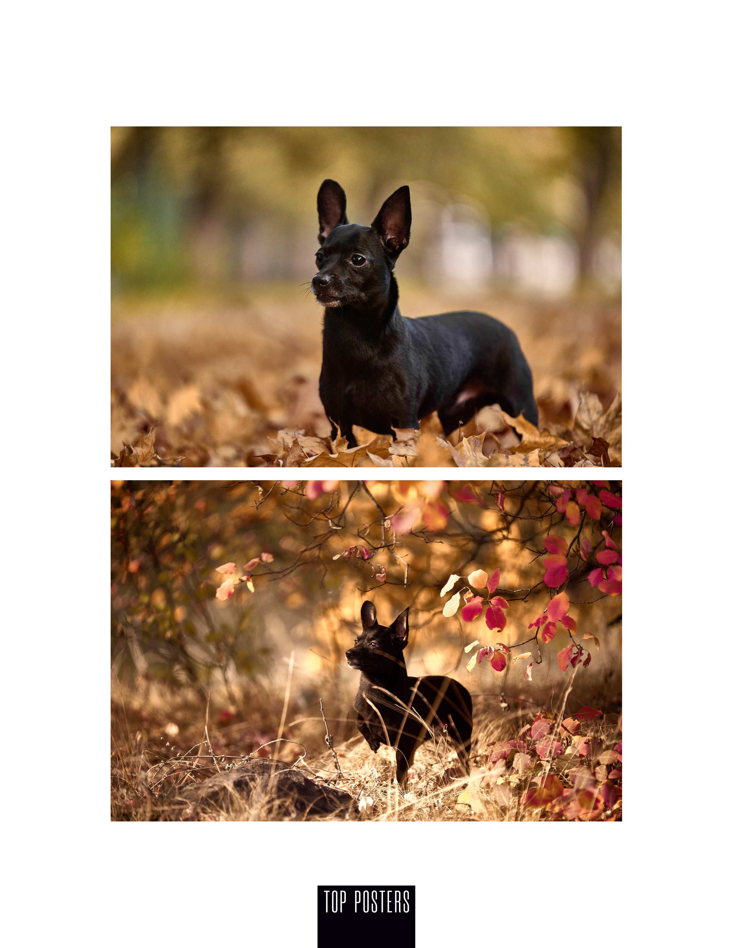 Мини той терьер, прогулка.