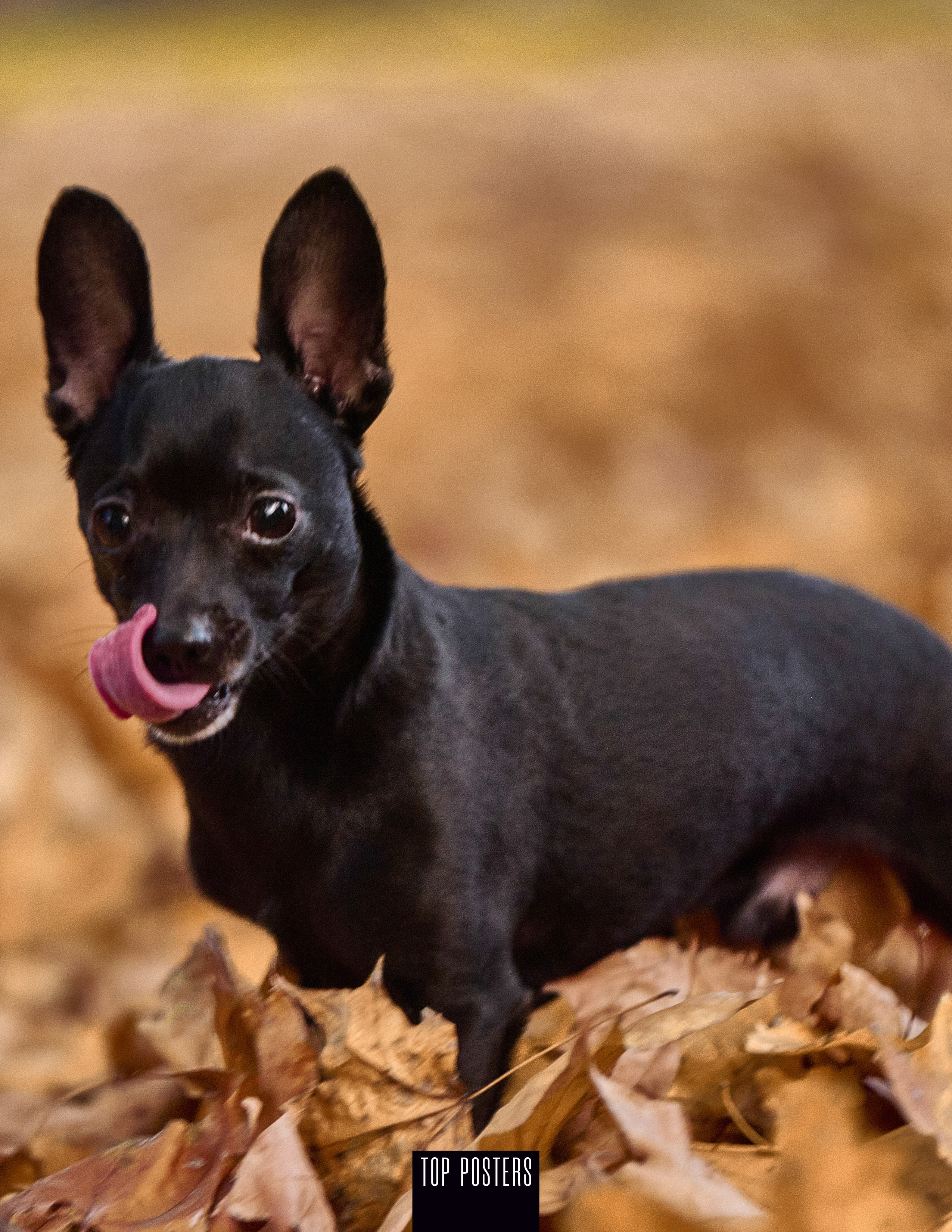 Мини той терьер, фотосессия в осенних листьях.