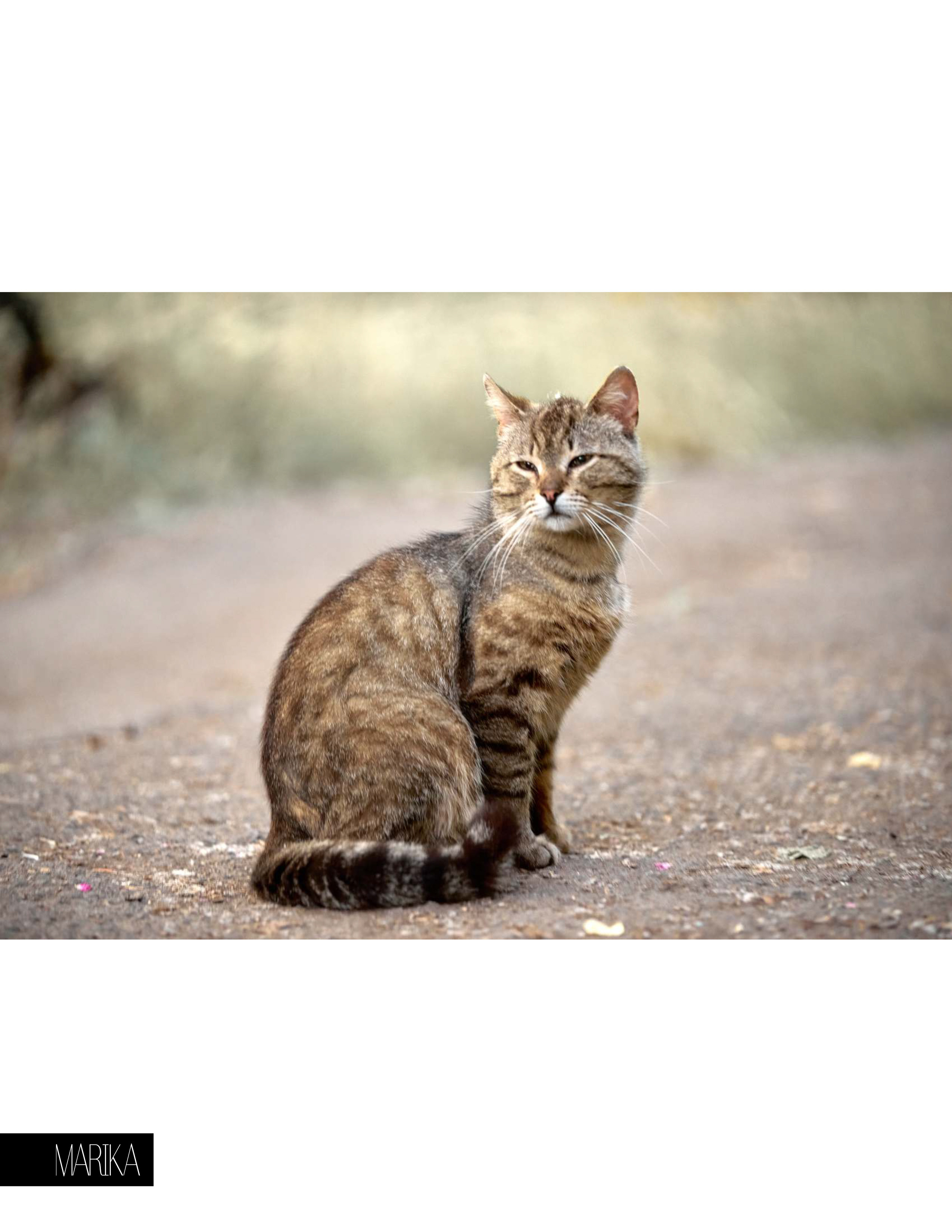 дворовый кот, портрет.