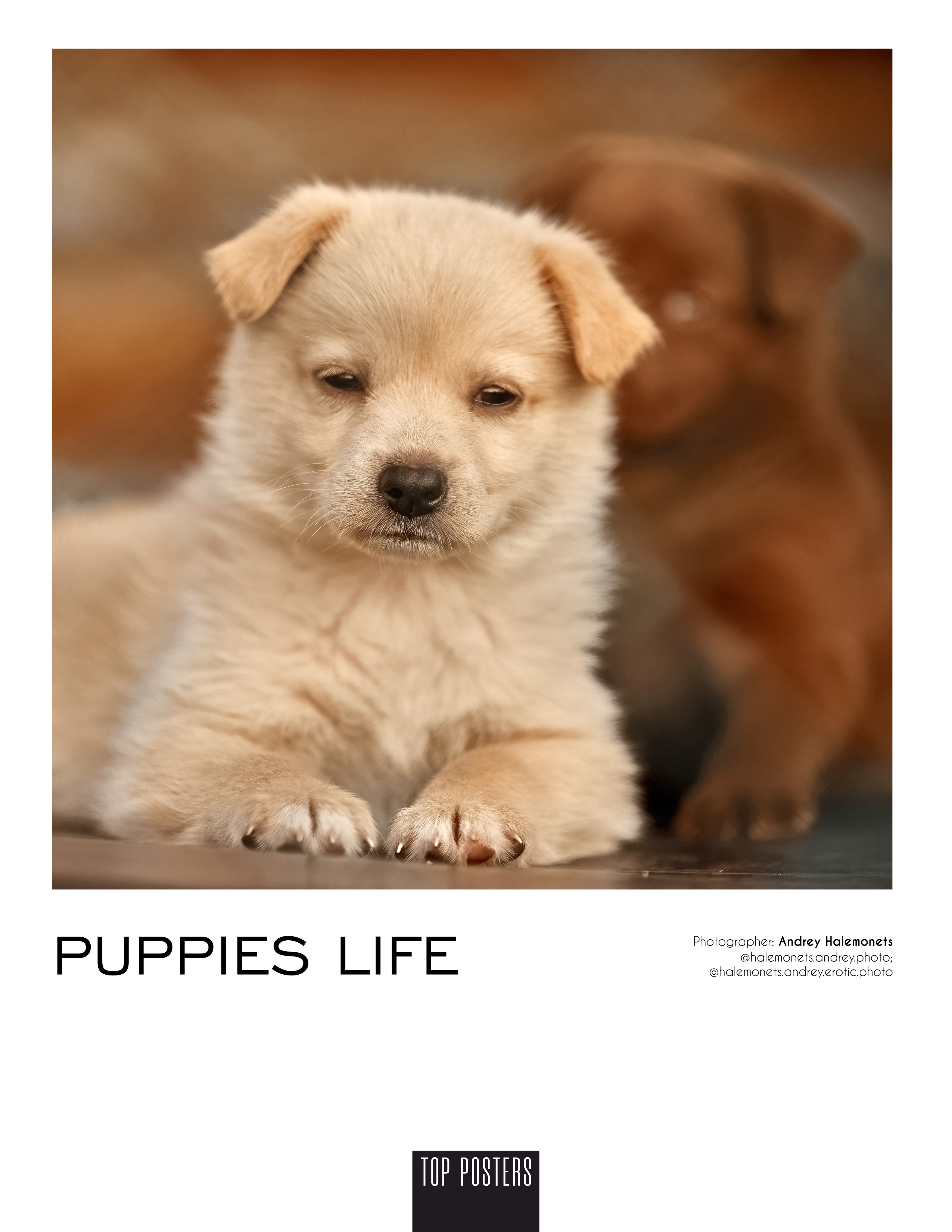 щенок молочного окраса.