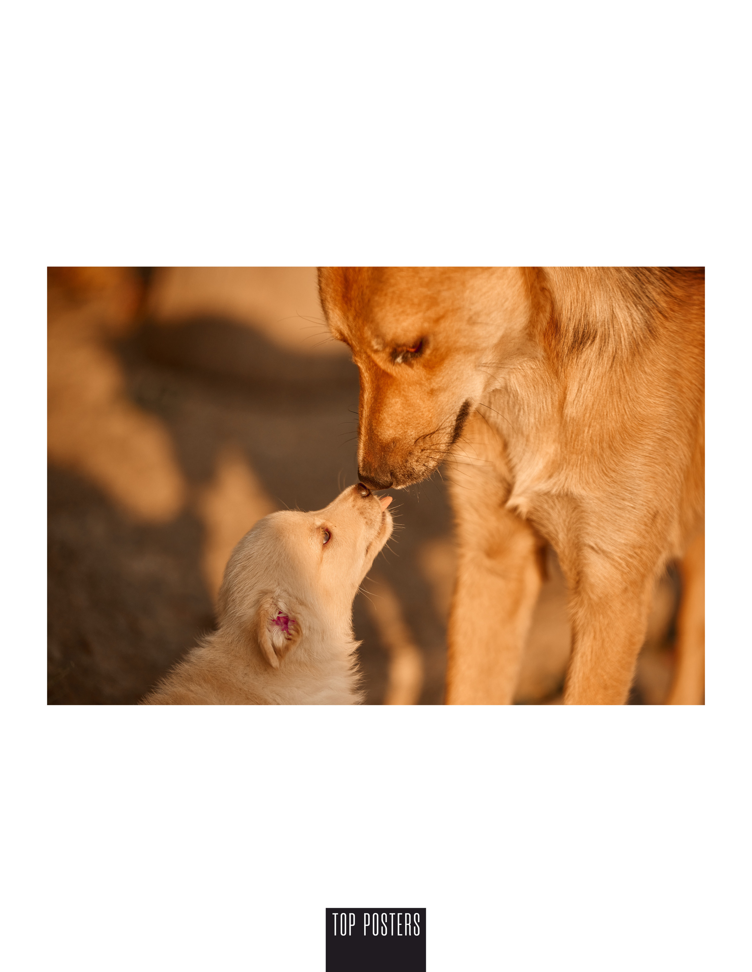 TOP POSTERS MAGAZINE — Puppies Life. Профессиональный Фотограф Халемонец Андрей в Кривой Рог Днепр Украина