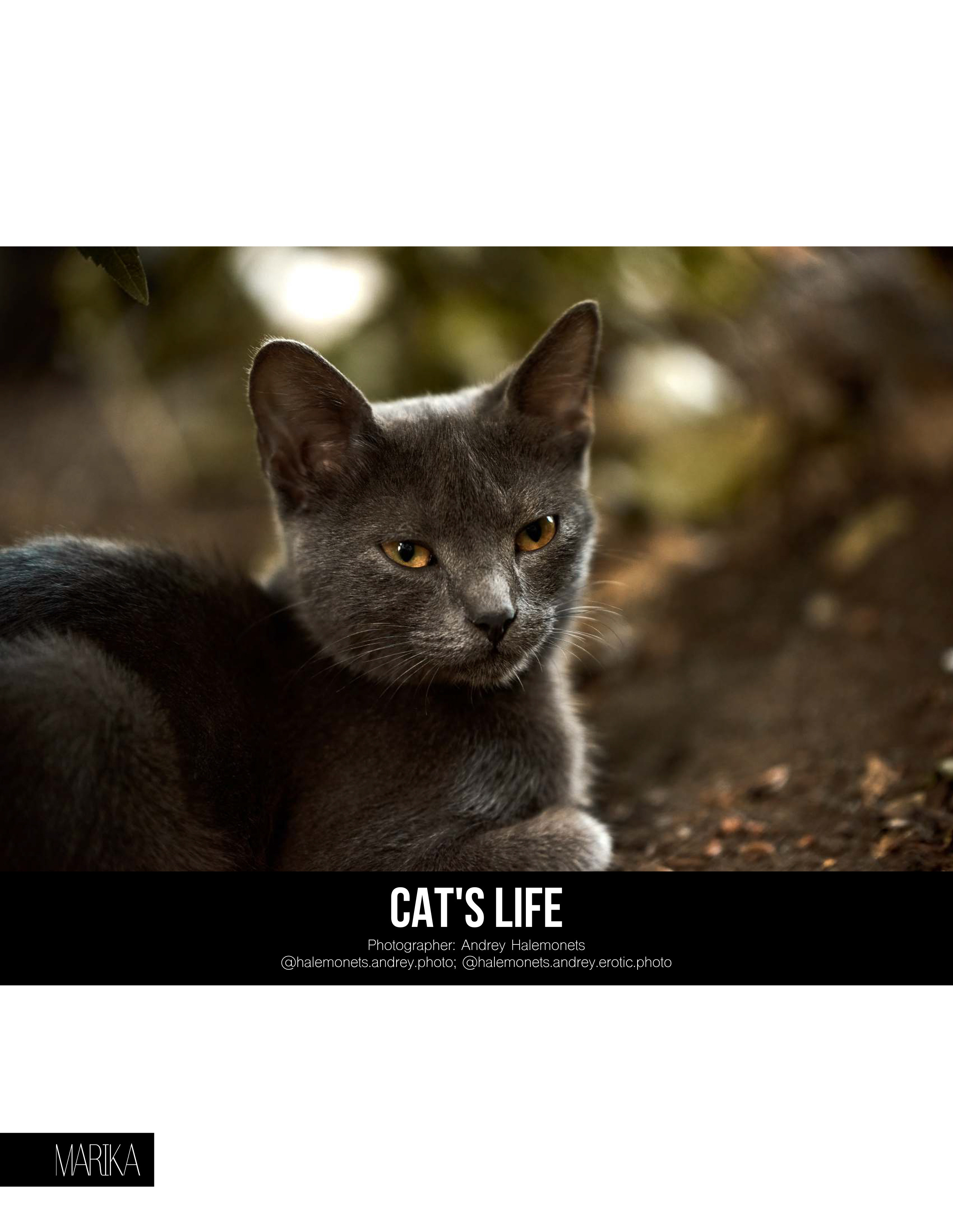 дворовый кот пепельного цвета, портрет крупным планом.