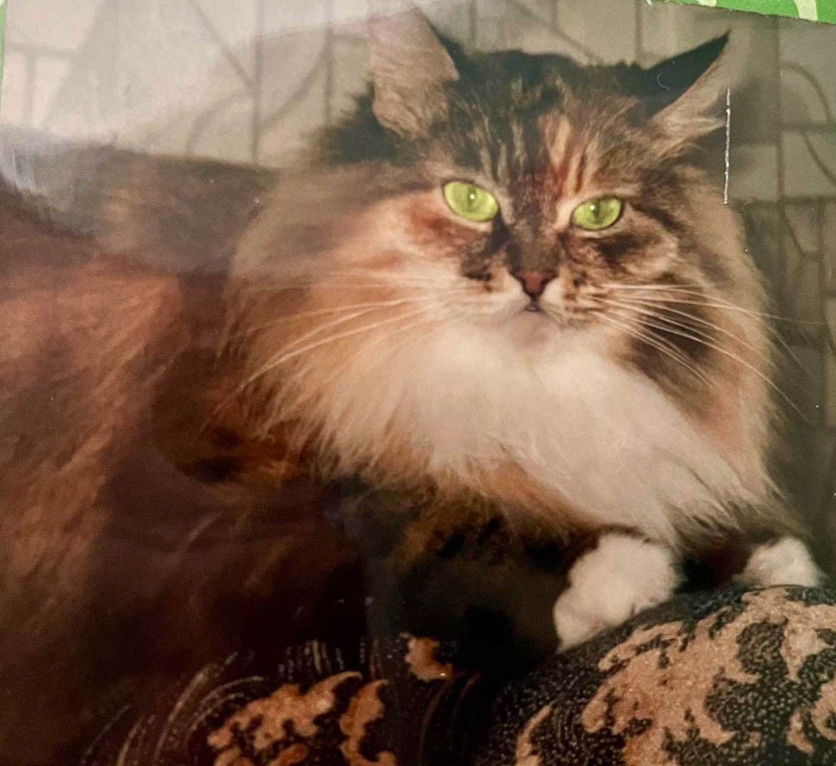Torbie Siberian cat with stunning green eyes laying on furniture.