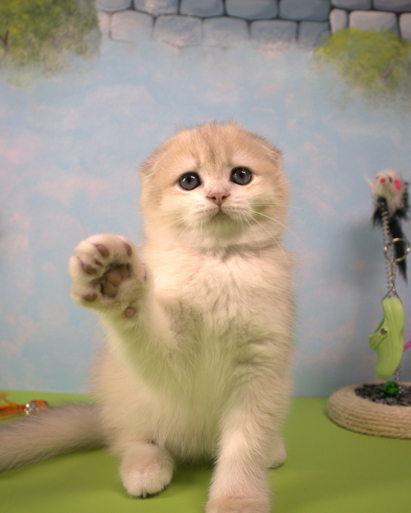 Scottish Fold kitten from DreamCatFold cattery in Greece