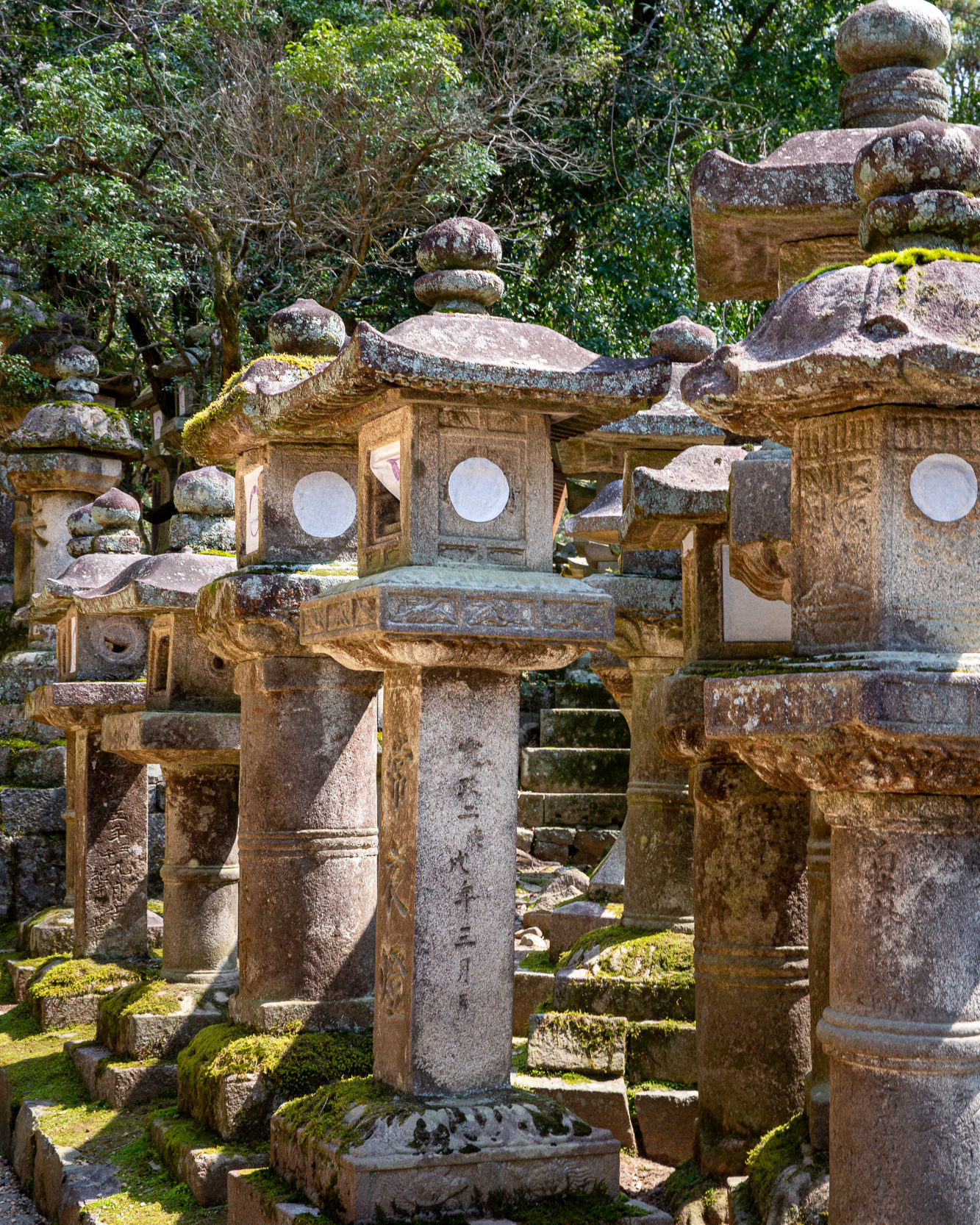 Momiji-gari Season In Japan. Pet, Senior, Landscape, portrait studio, photographer in Miami and Sou