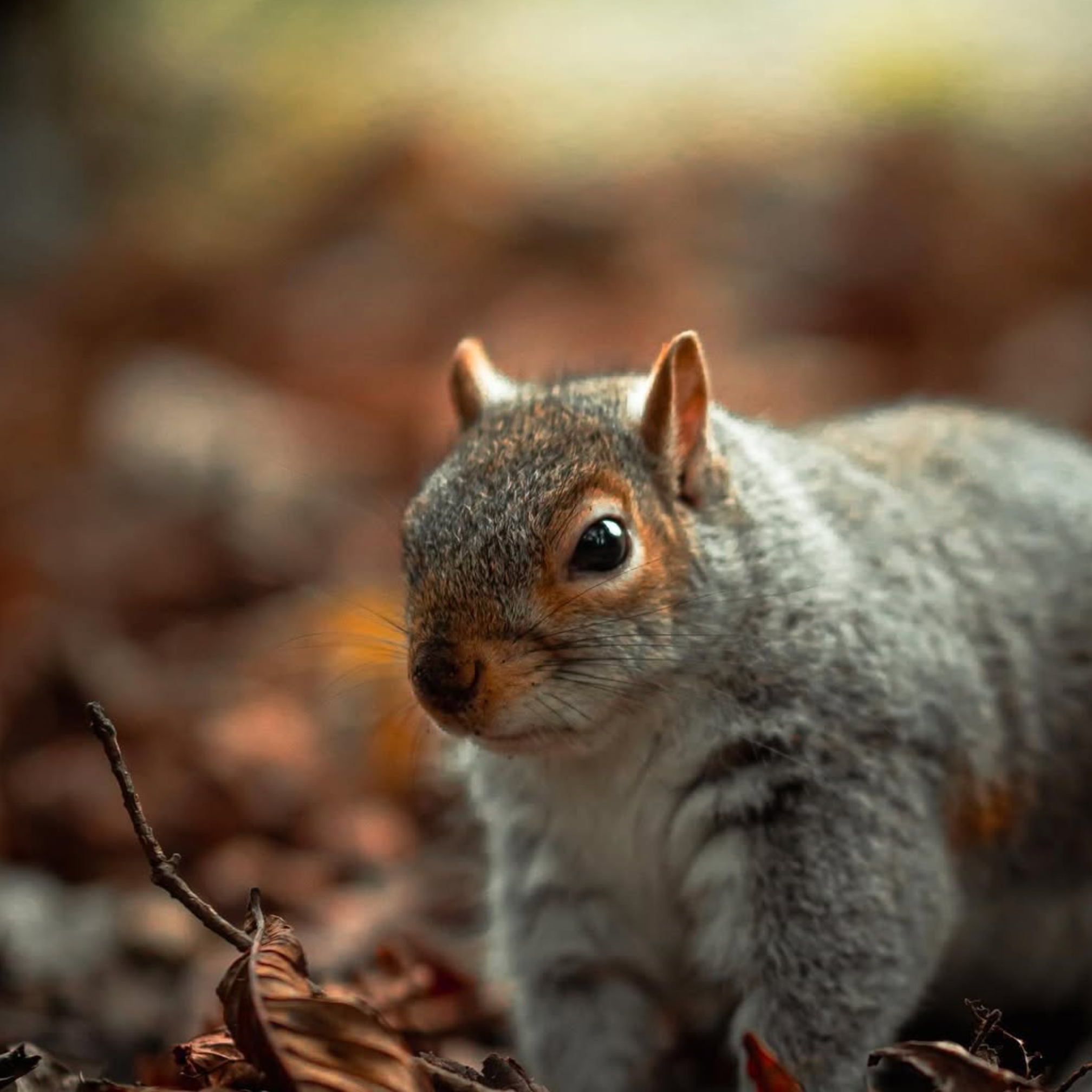 Why Prime Lenses Can Make You Lazy (And Why That’s Not Always a Bad Thing). Cal Takes Photos