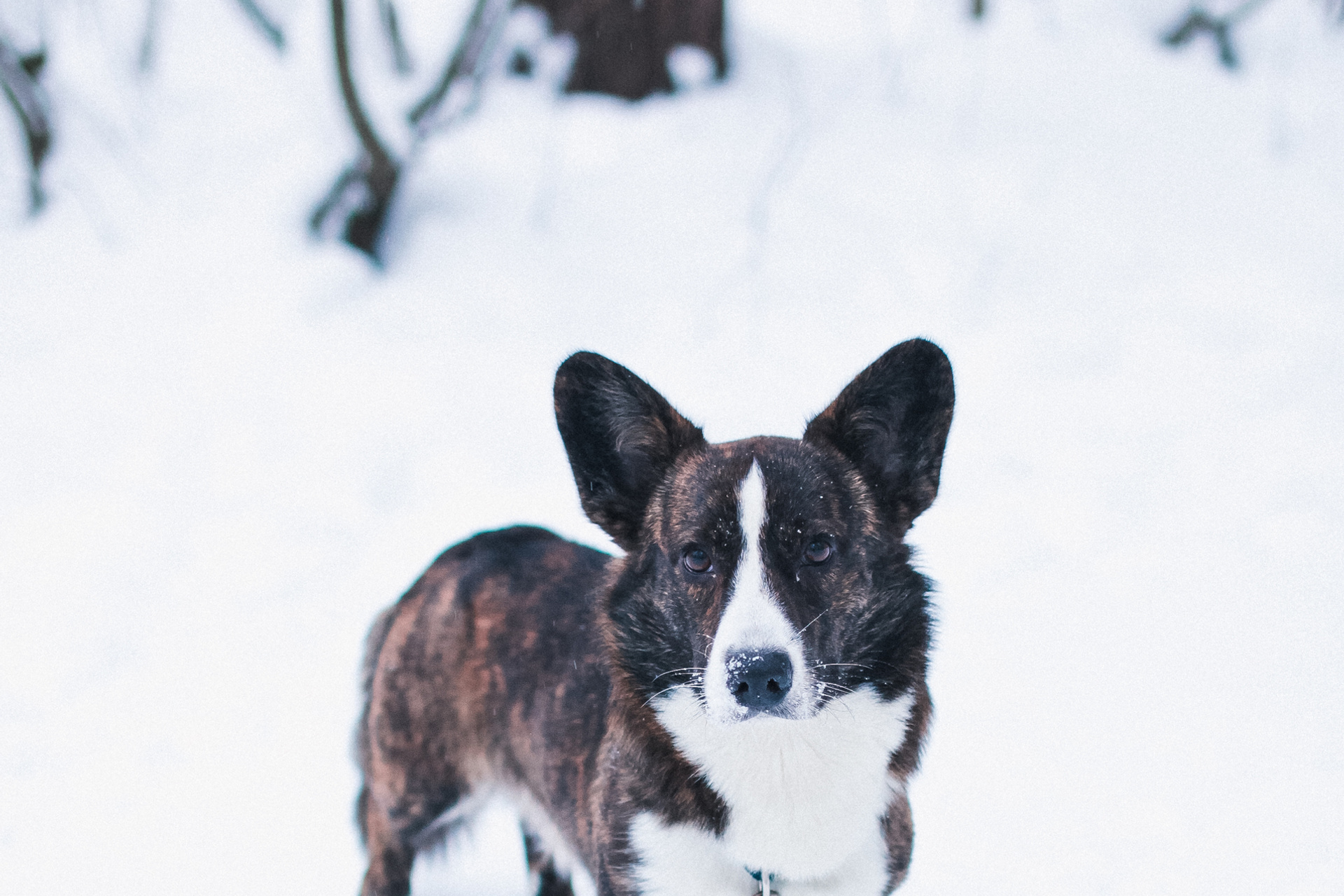 DOGS and their HUMANS. Photographer and videographer in Tel Aviv Mary Pann