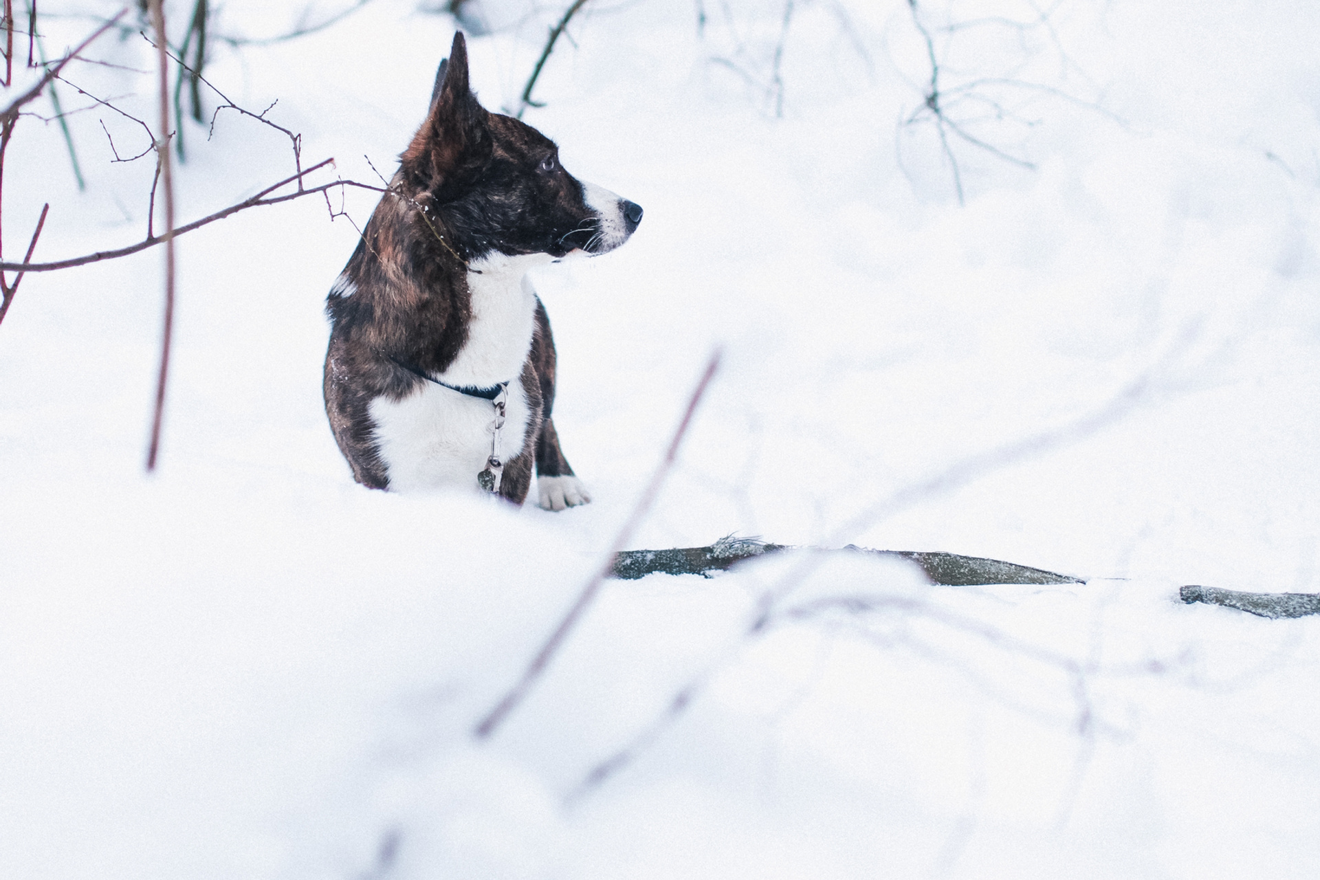 DOGS and their HUMANS. Photographer and videographer in Tel Aviv Mary Pann