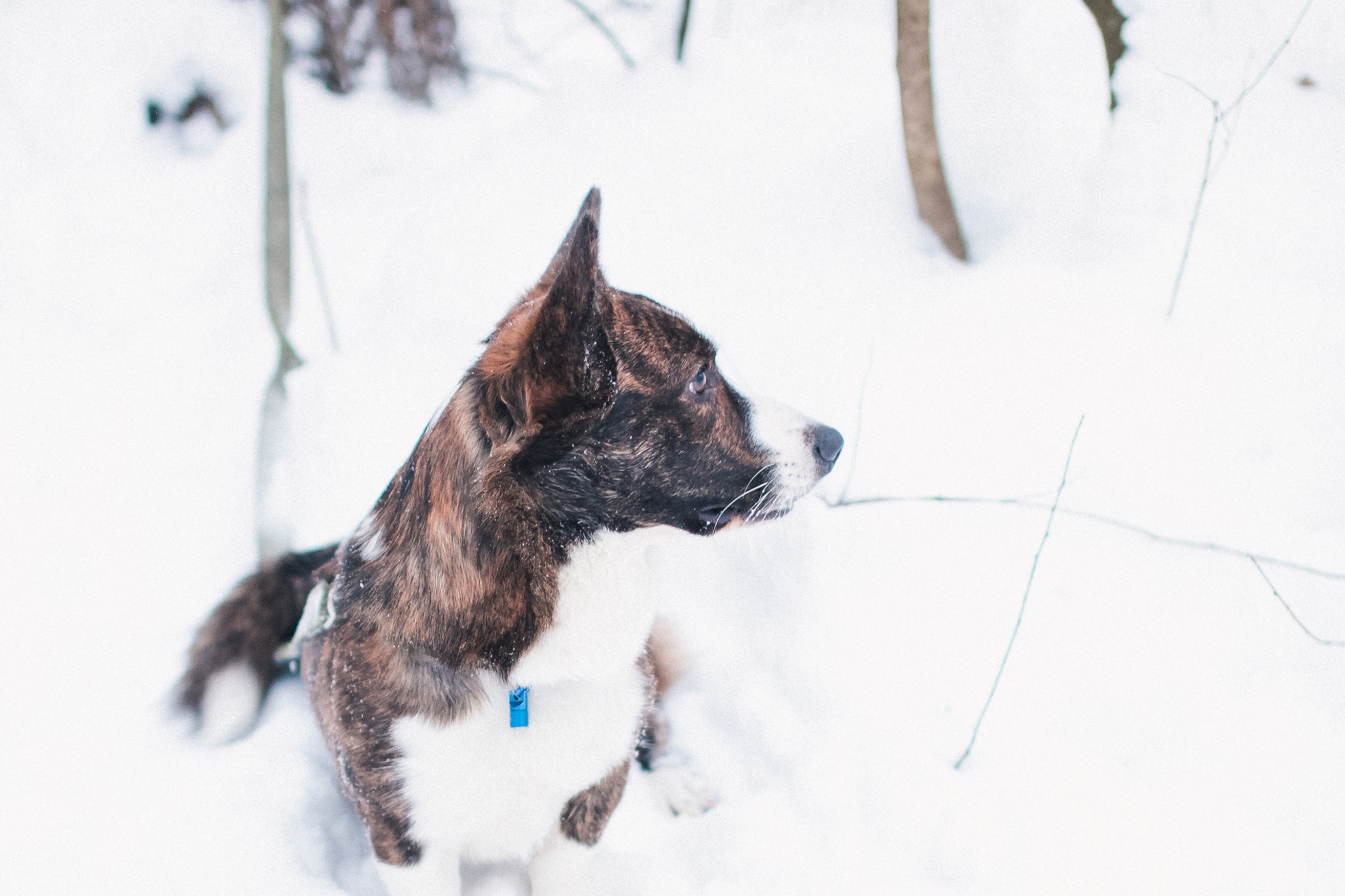 DOGS and their HUMANS. Photographer and videographer in Tel Aviv Mary Pann