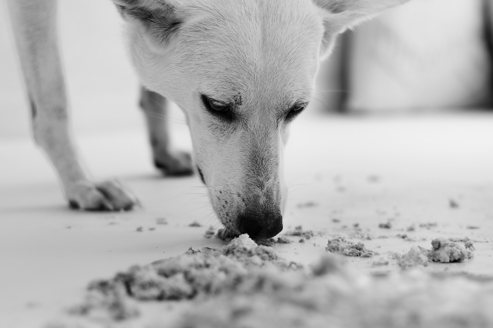 Smash Cake Noora. Fotografo di famiglia, neonati, maternity, ritratti, matrimoni, cerimonie, Rimini