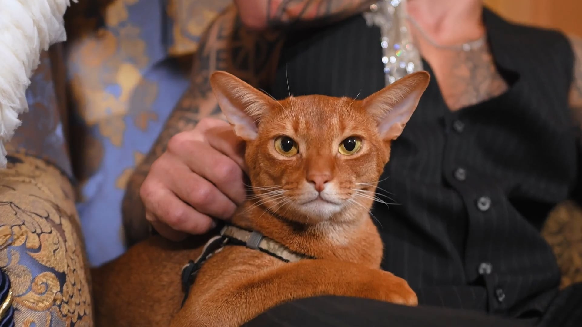 Свадебные ролики