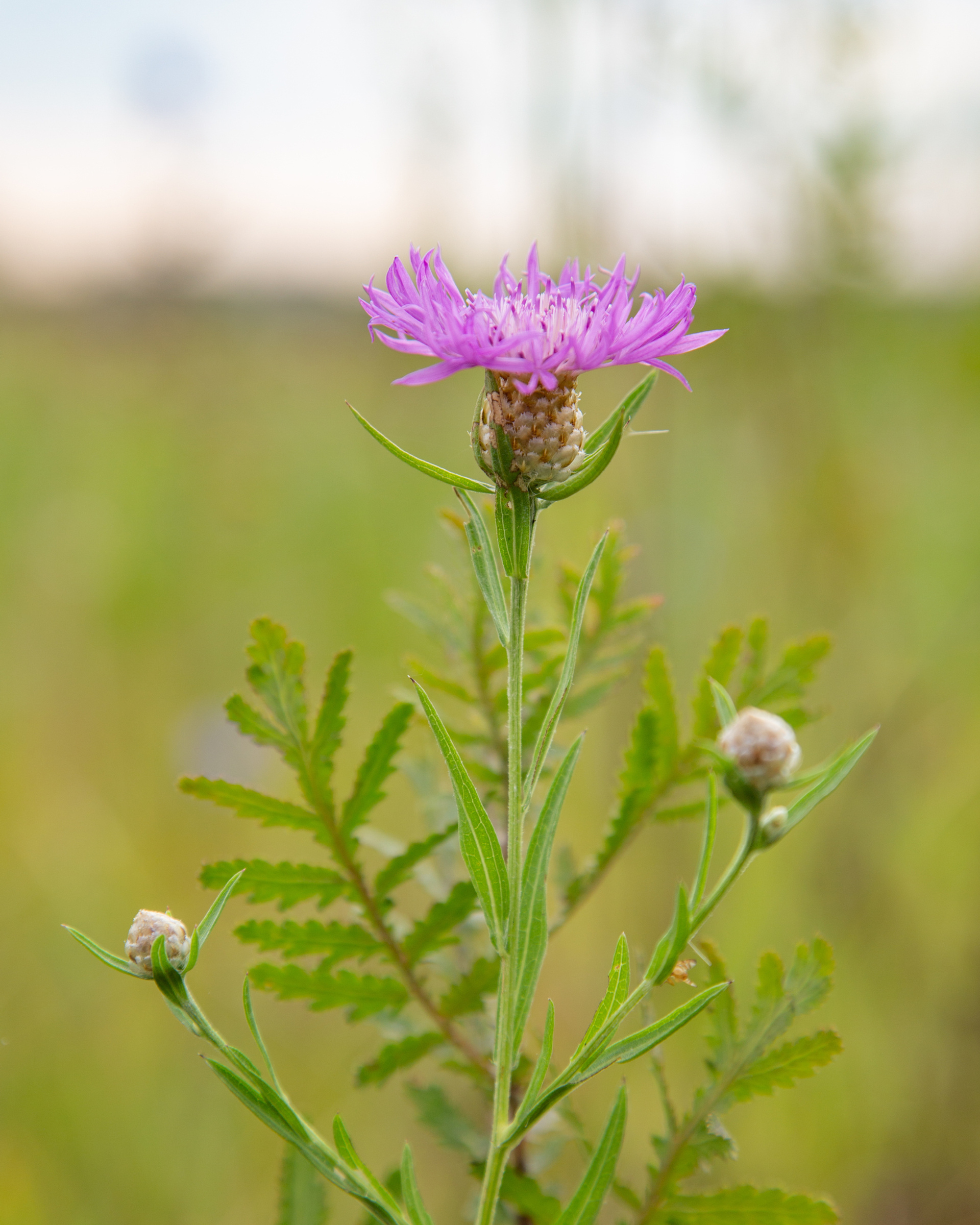 цветочная соната