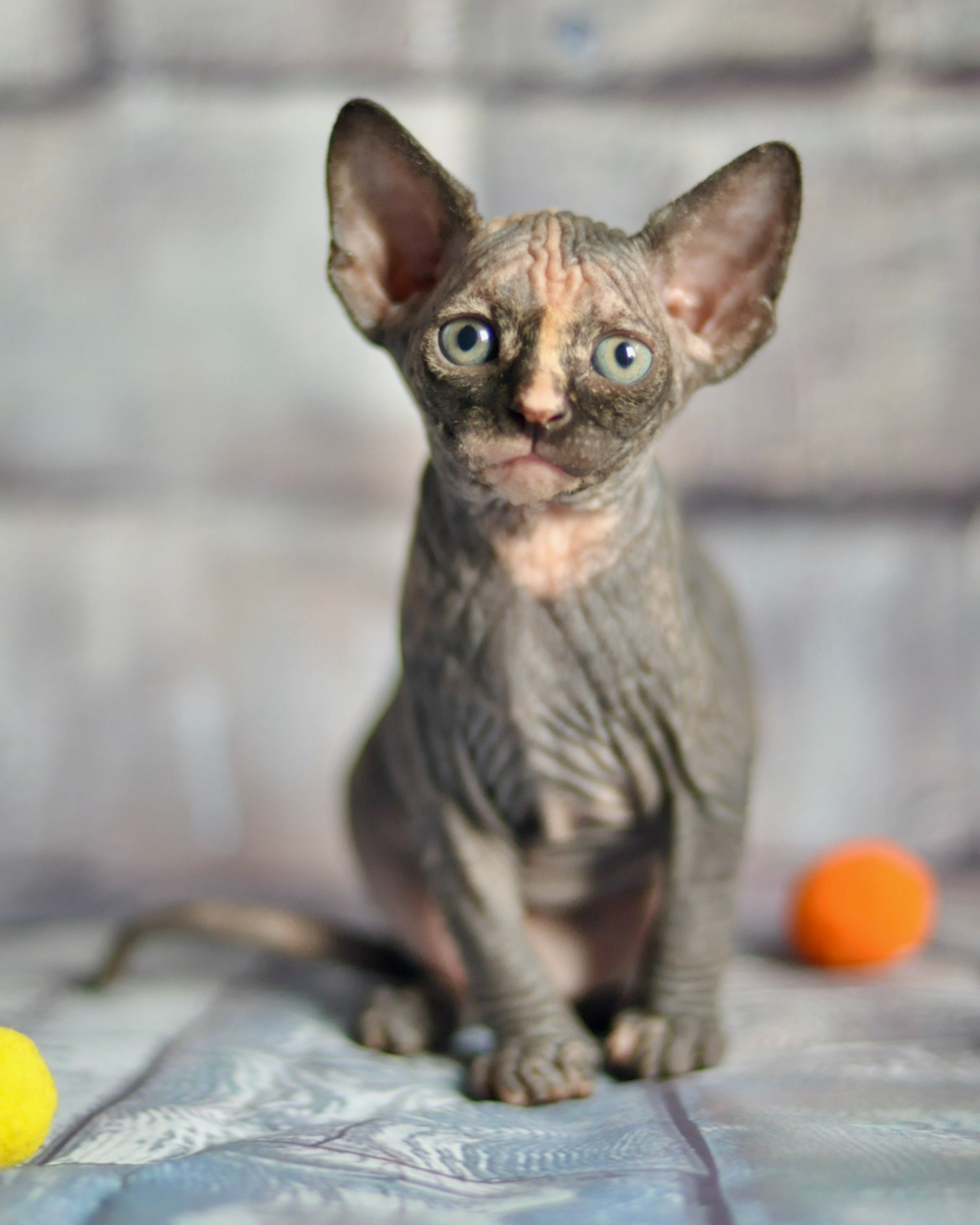 MURVEL CYCLONE (♀), color — black tortie (f) — available