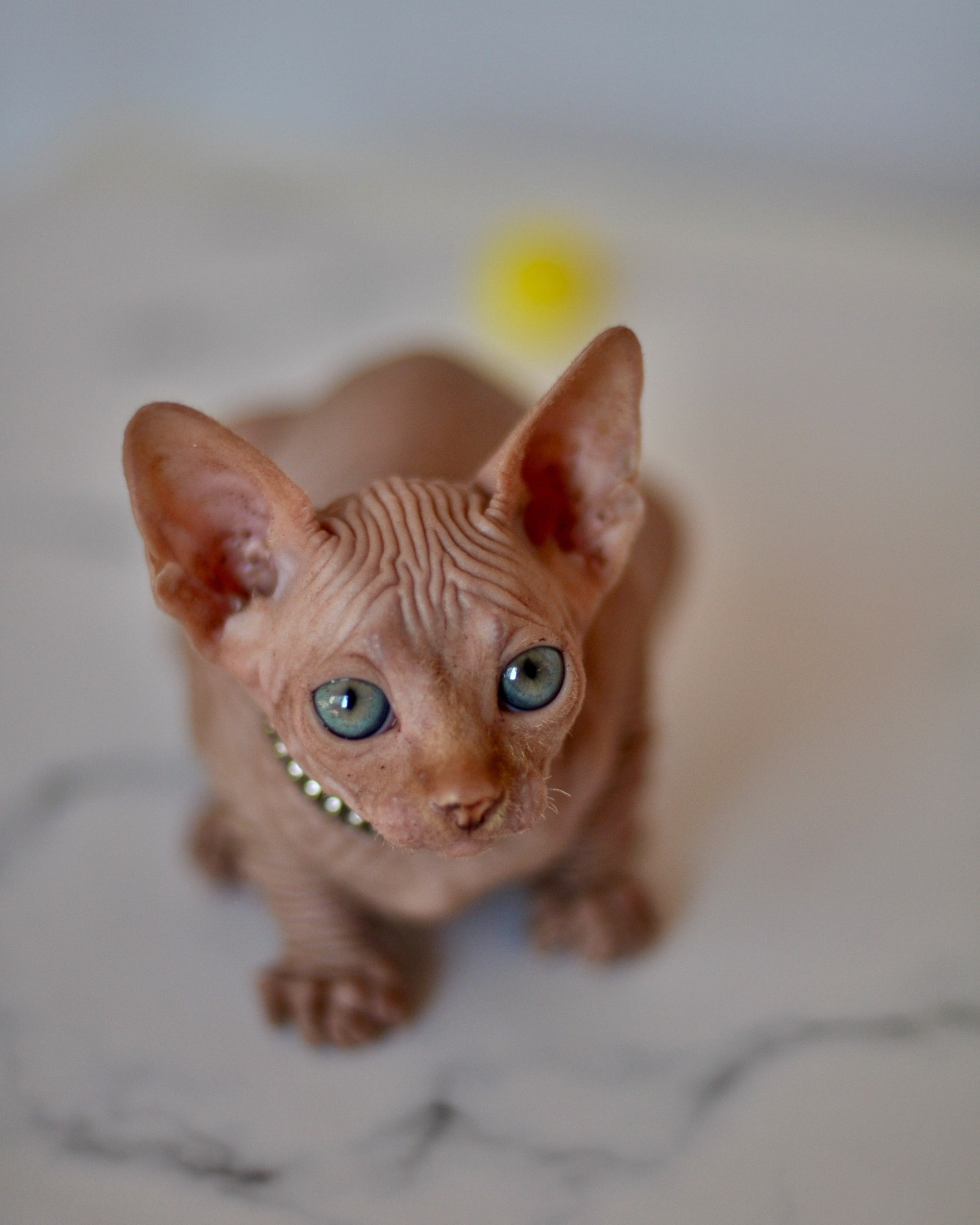 ALICIA (♀) DOB 20/08/2020, color — Red Tabby (mackerel) — Found her family